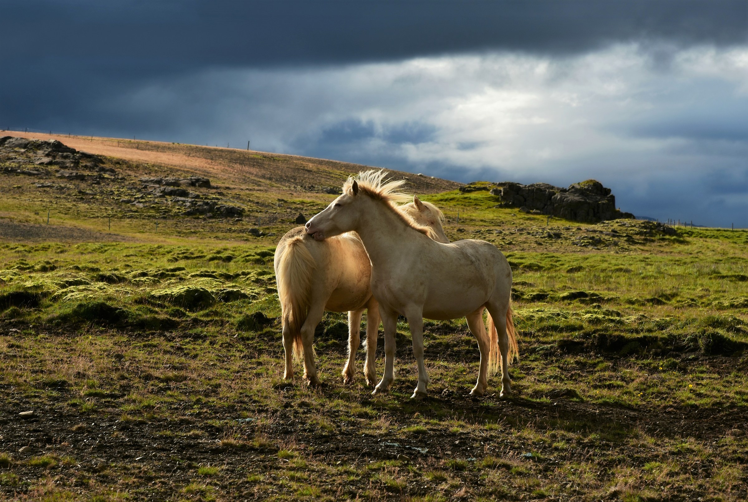 Wild icelandic horses...