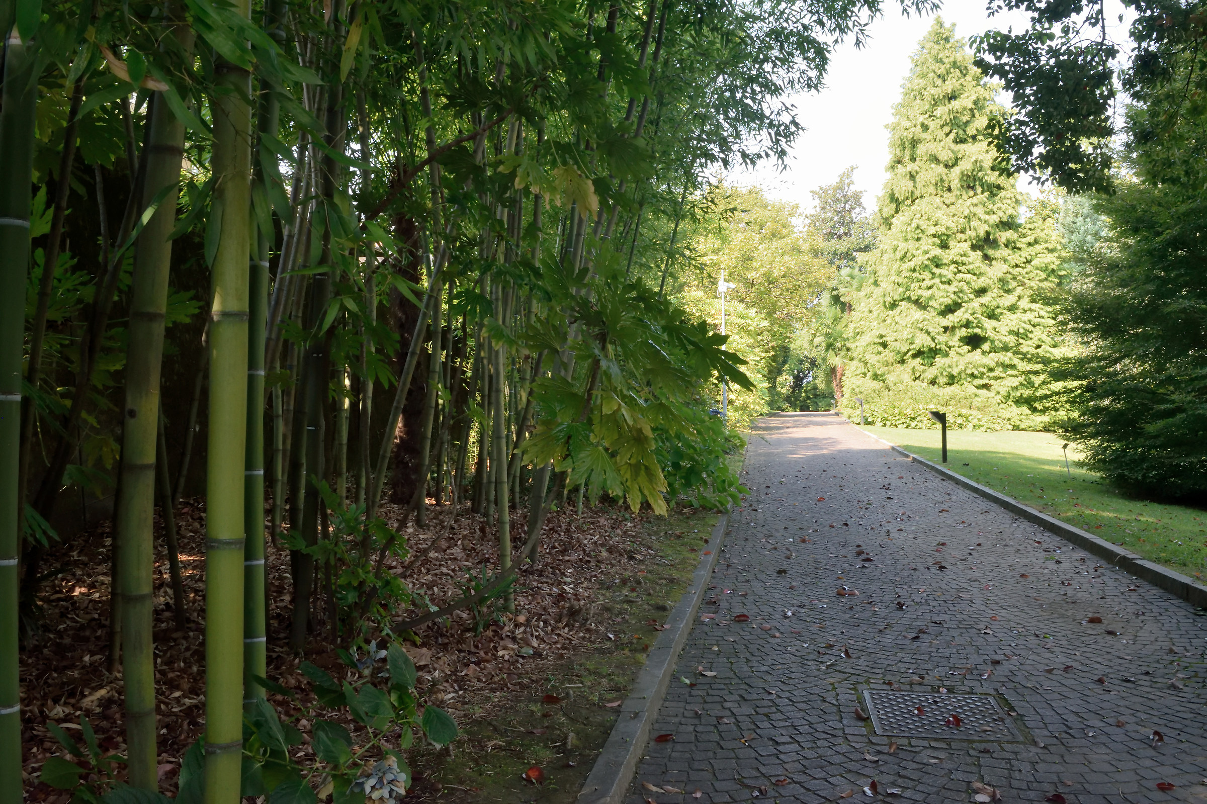 The avenue of bamboo...