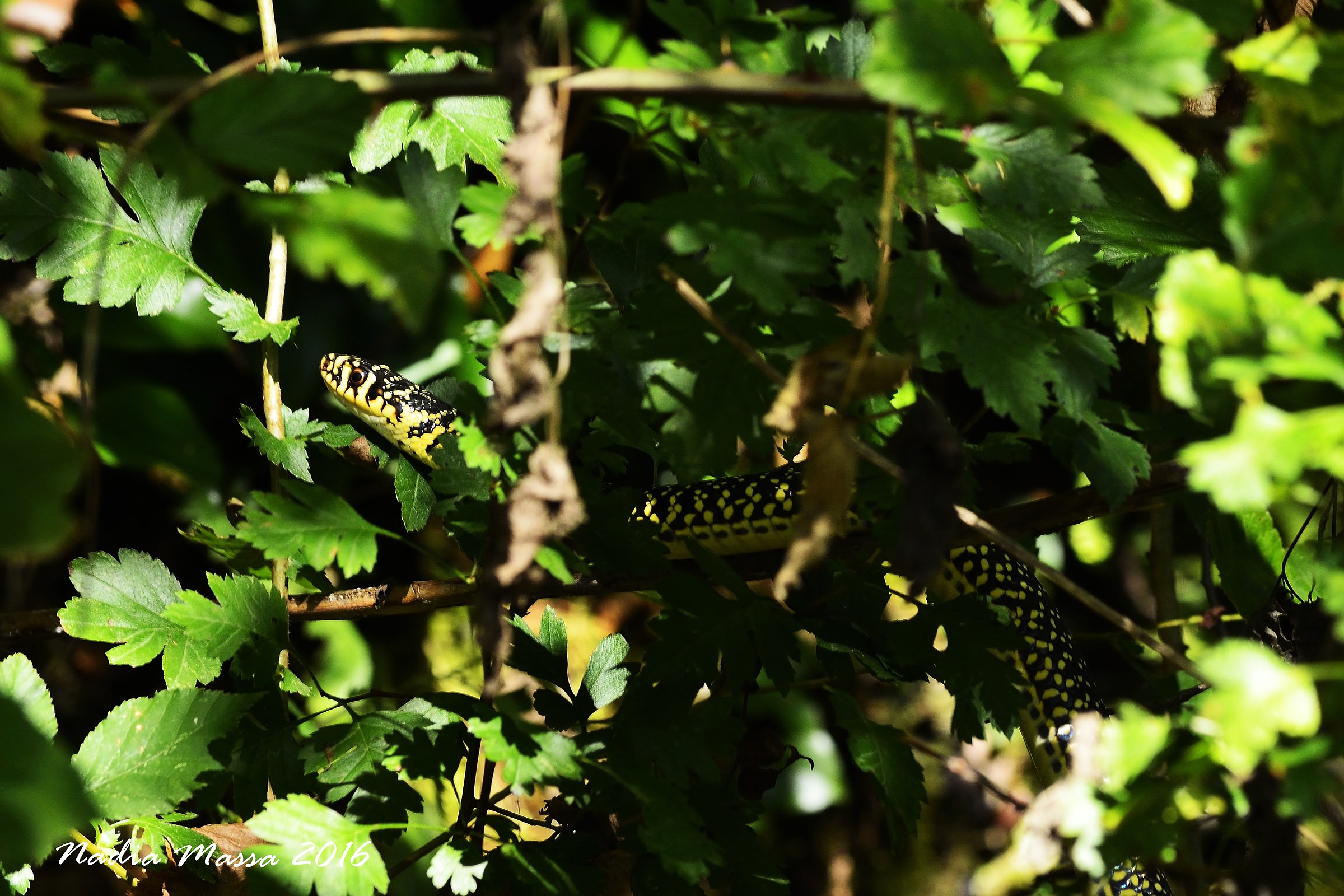 rat snake on tree...