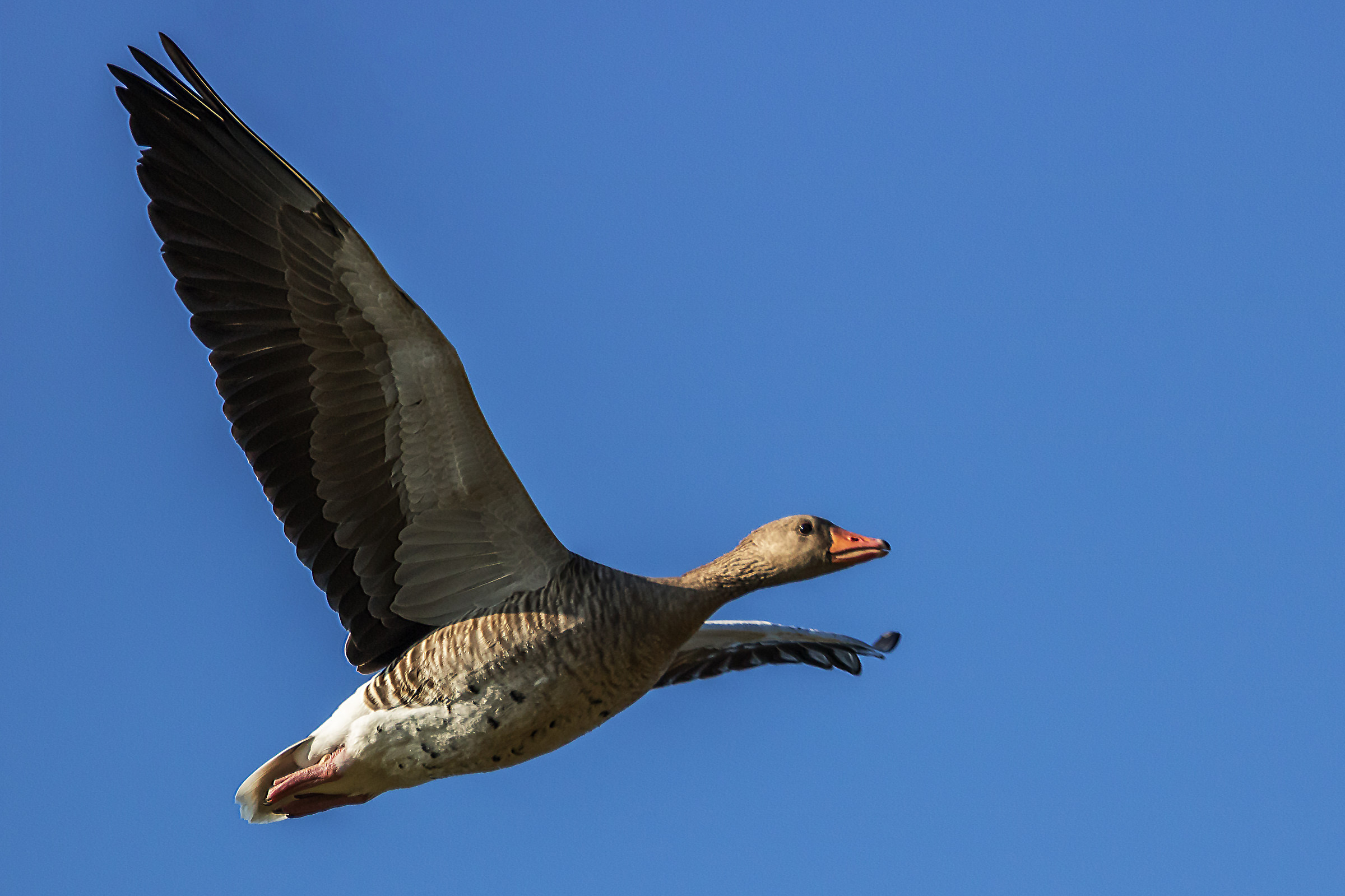 Greylag goose (Anser anser) in fly...
