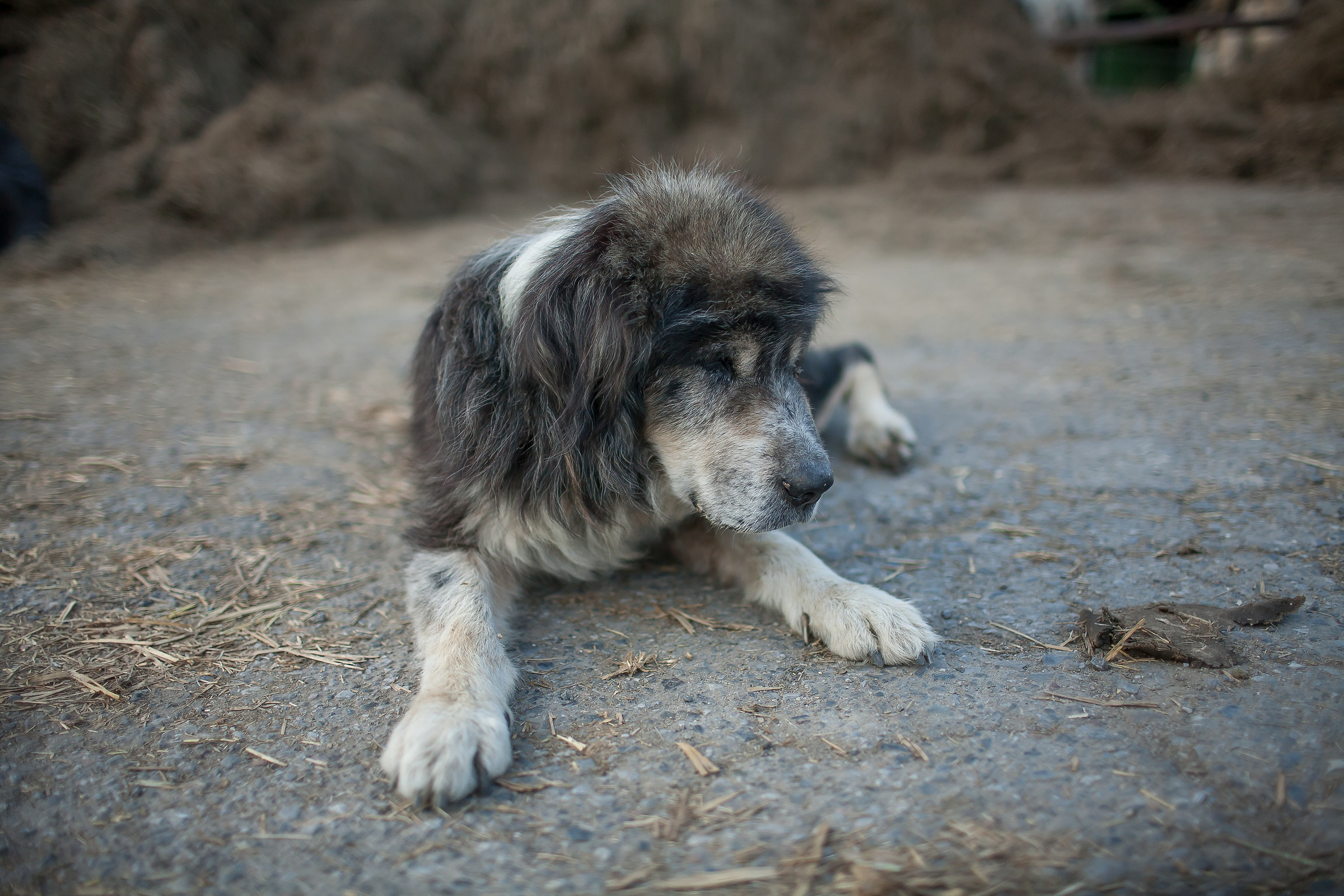 The guardian of herds...