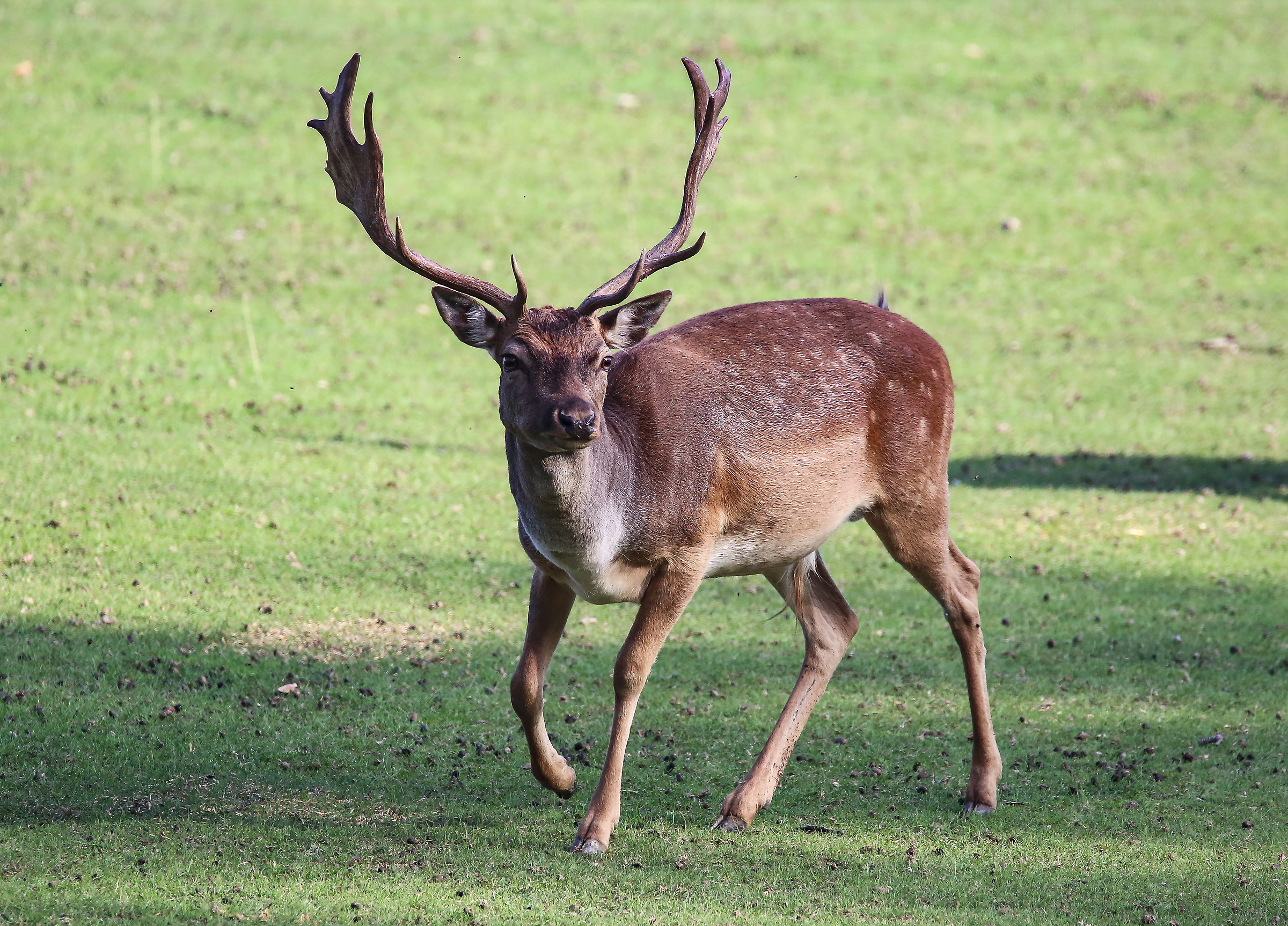 fallow deer...