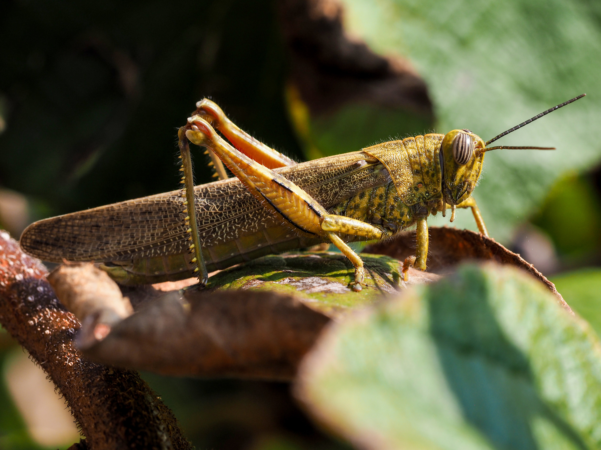 Locust...