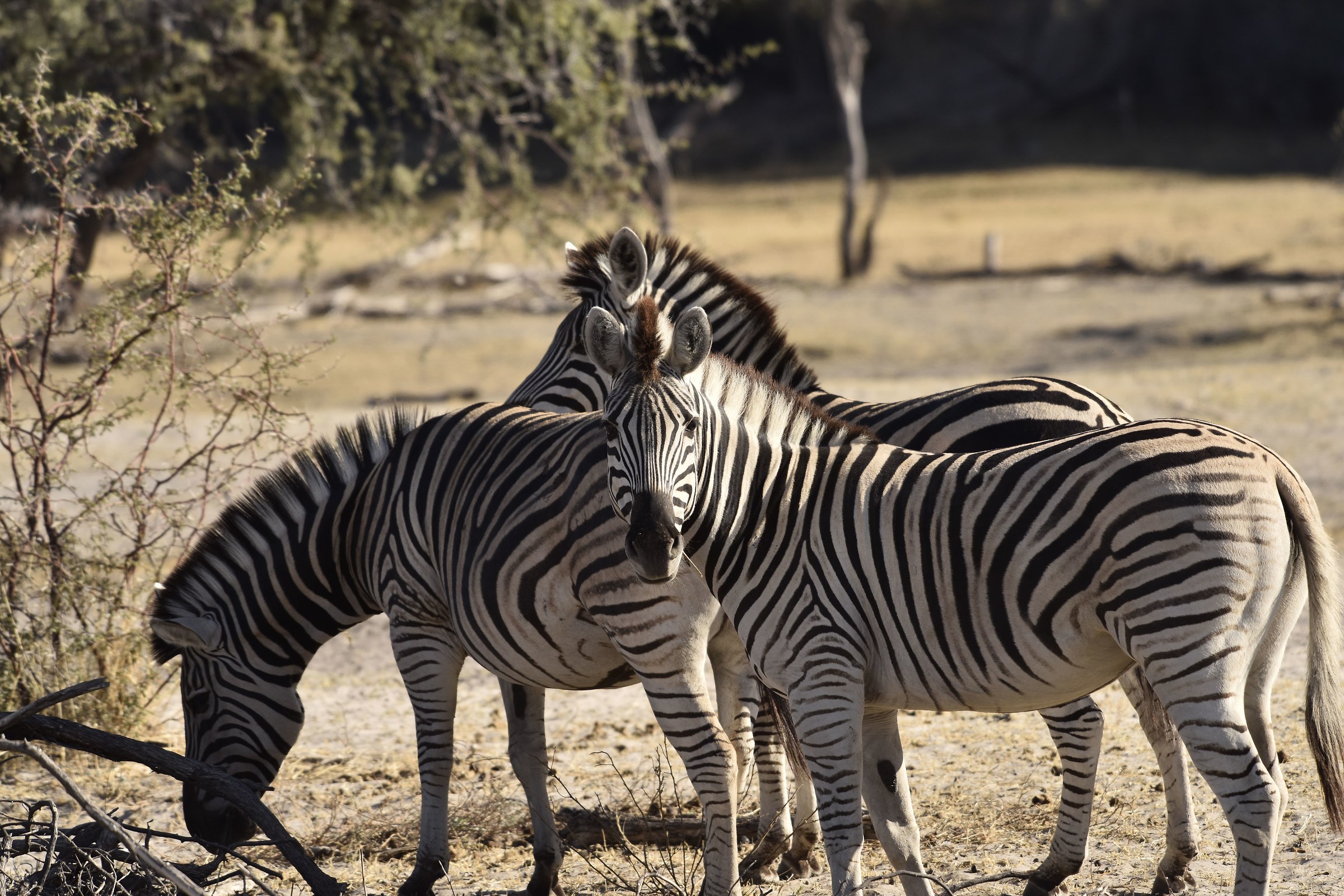 Botswana...