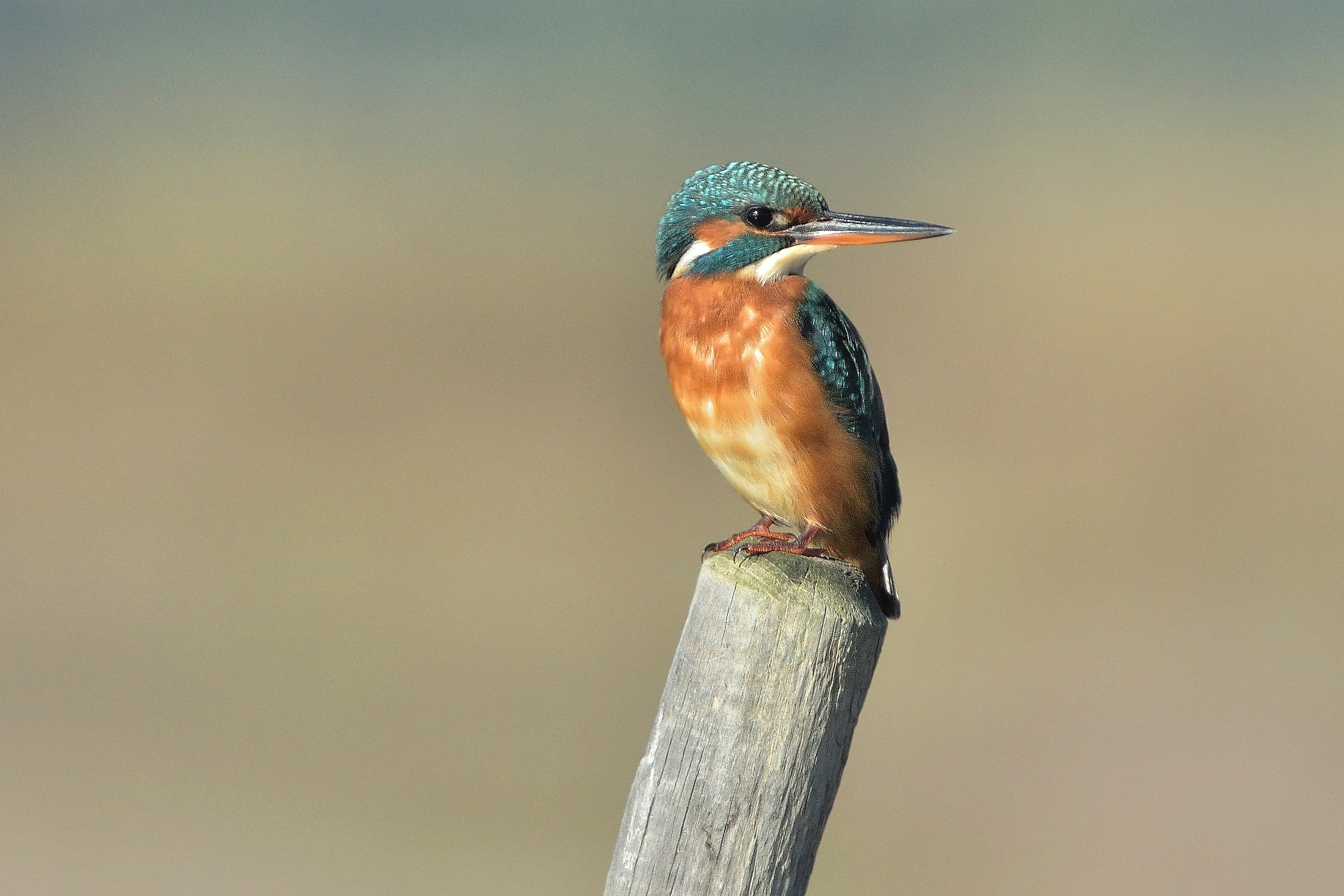 Kingfisher - Female...