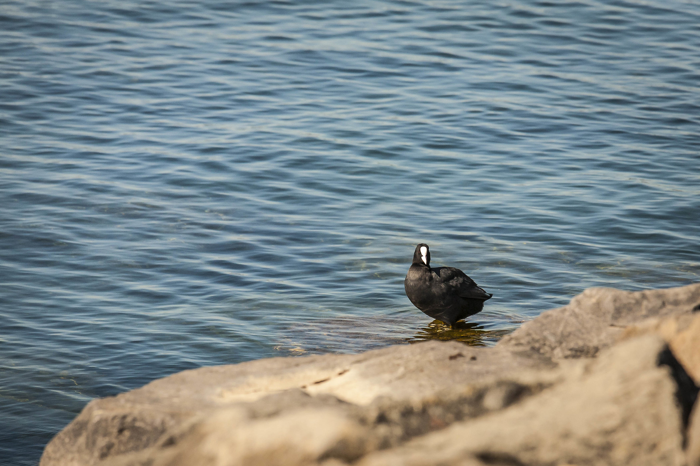 Coot 2...