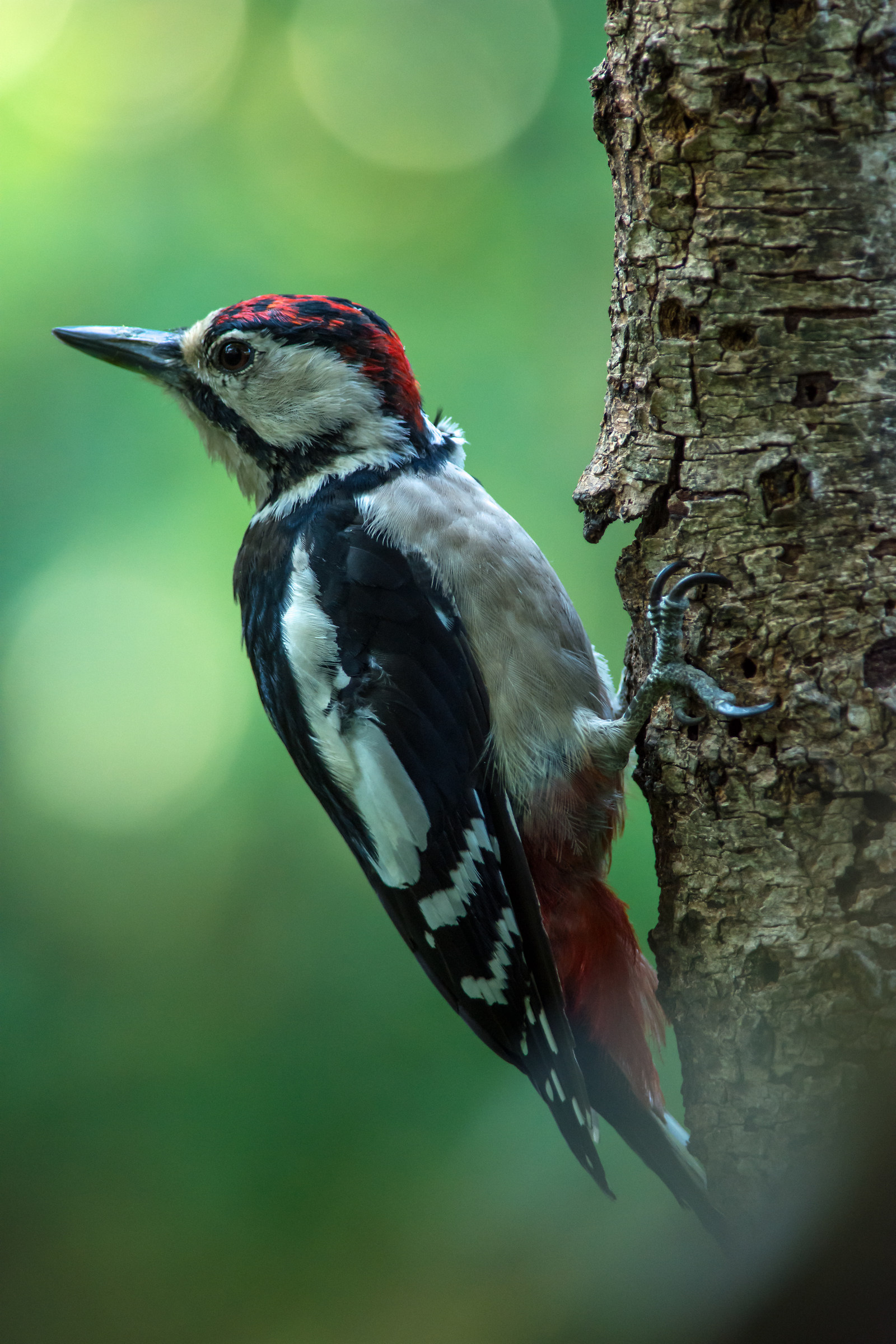 Young great spotted Woodpecker...