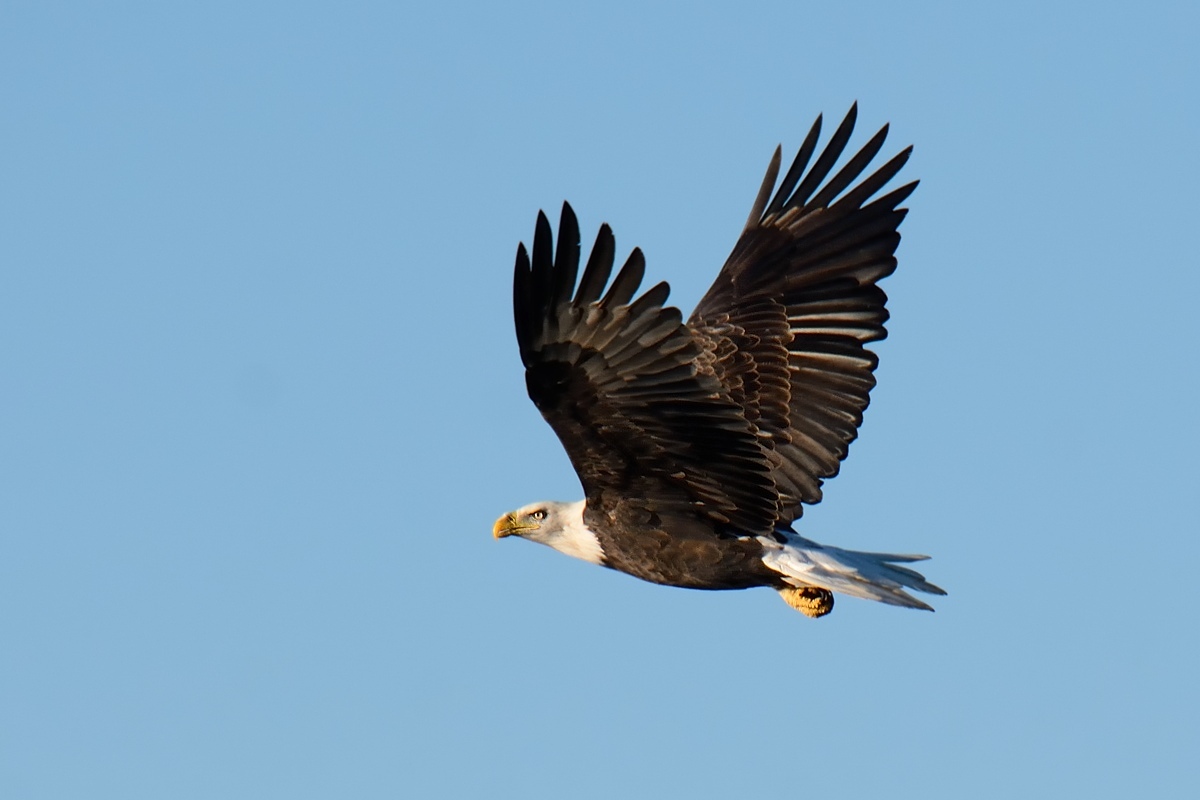 Bald Eagle,(Aquila di mare testabianca)....