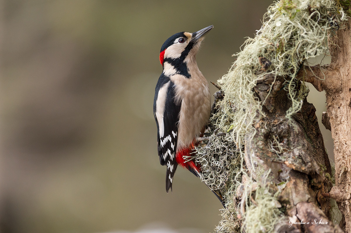Great Spotted Woodpecker (Male)...