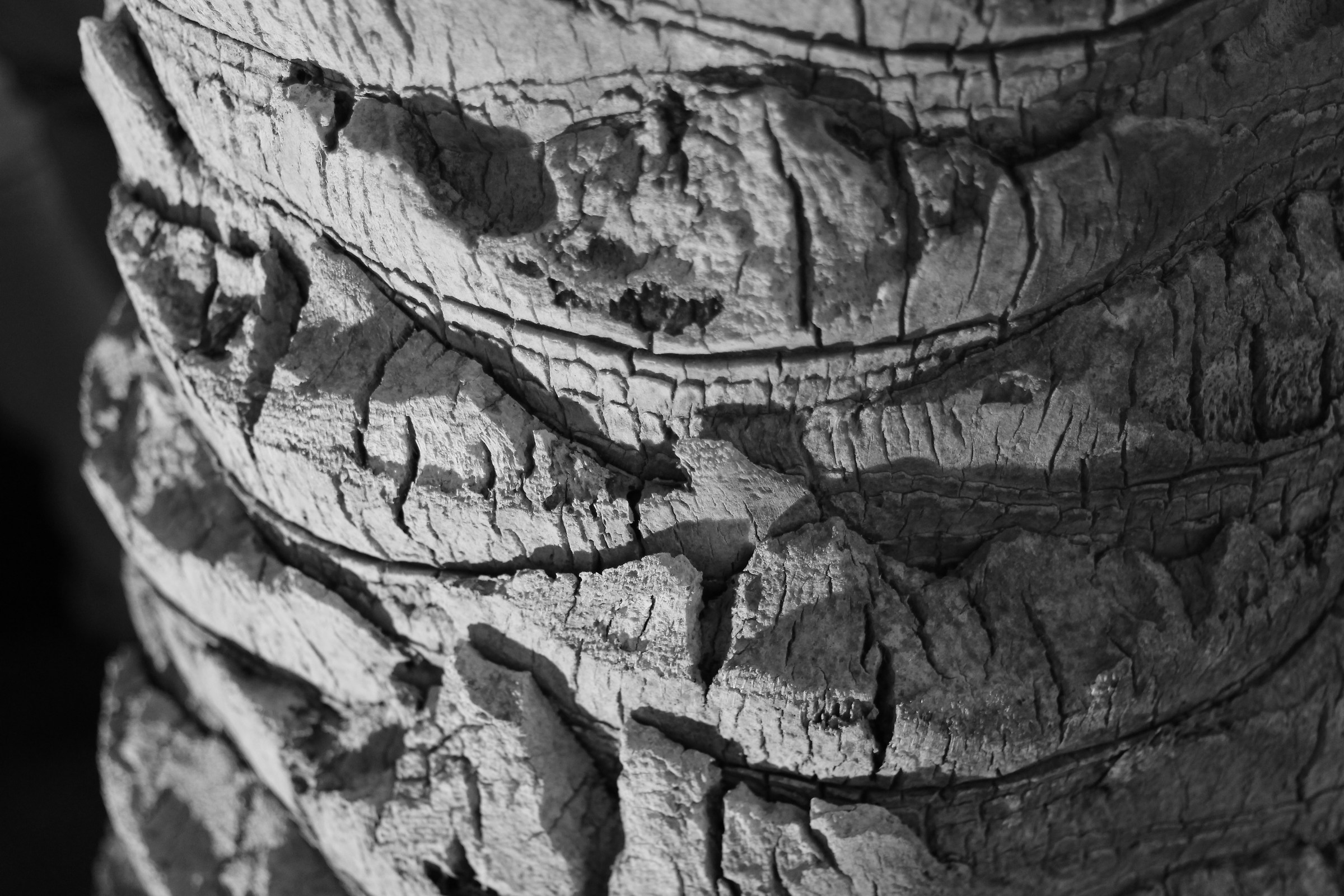 Palm...