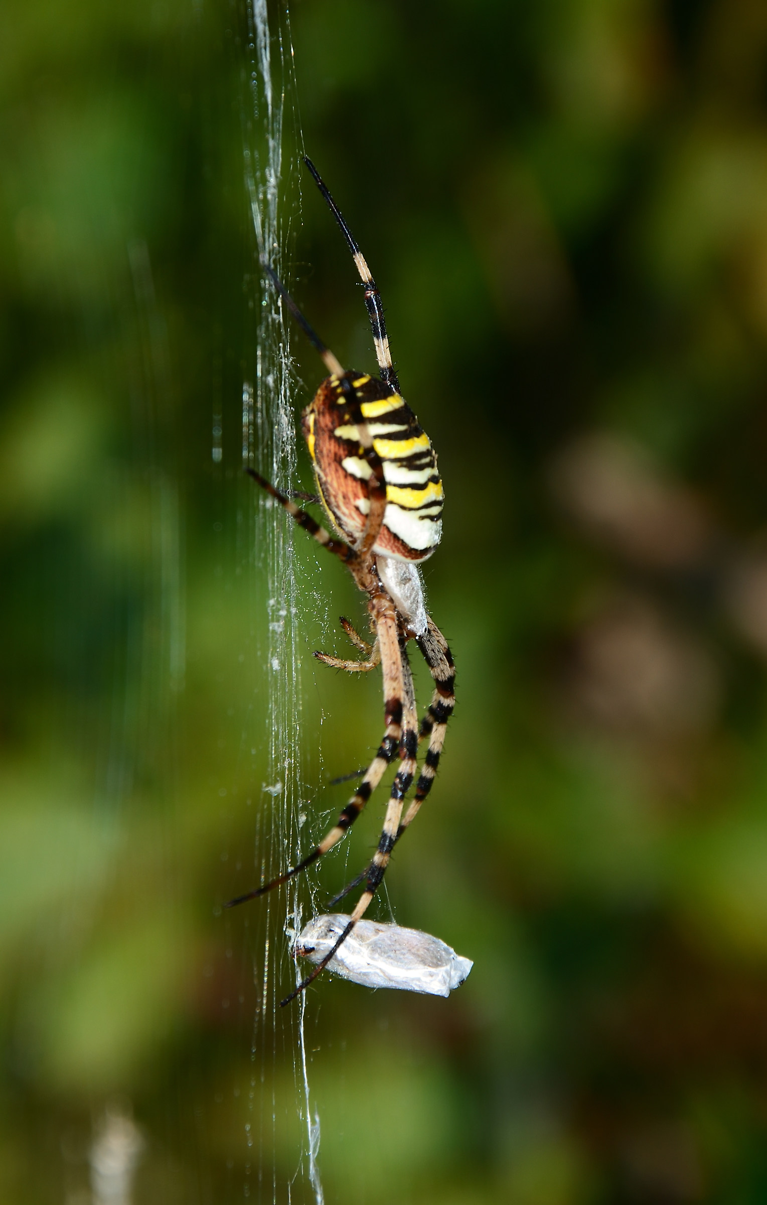 Wasp spider with snack ......