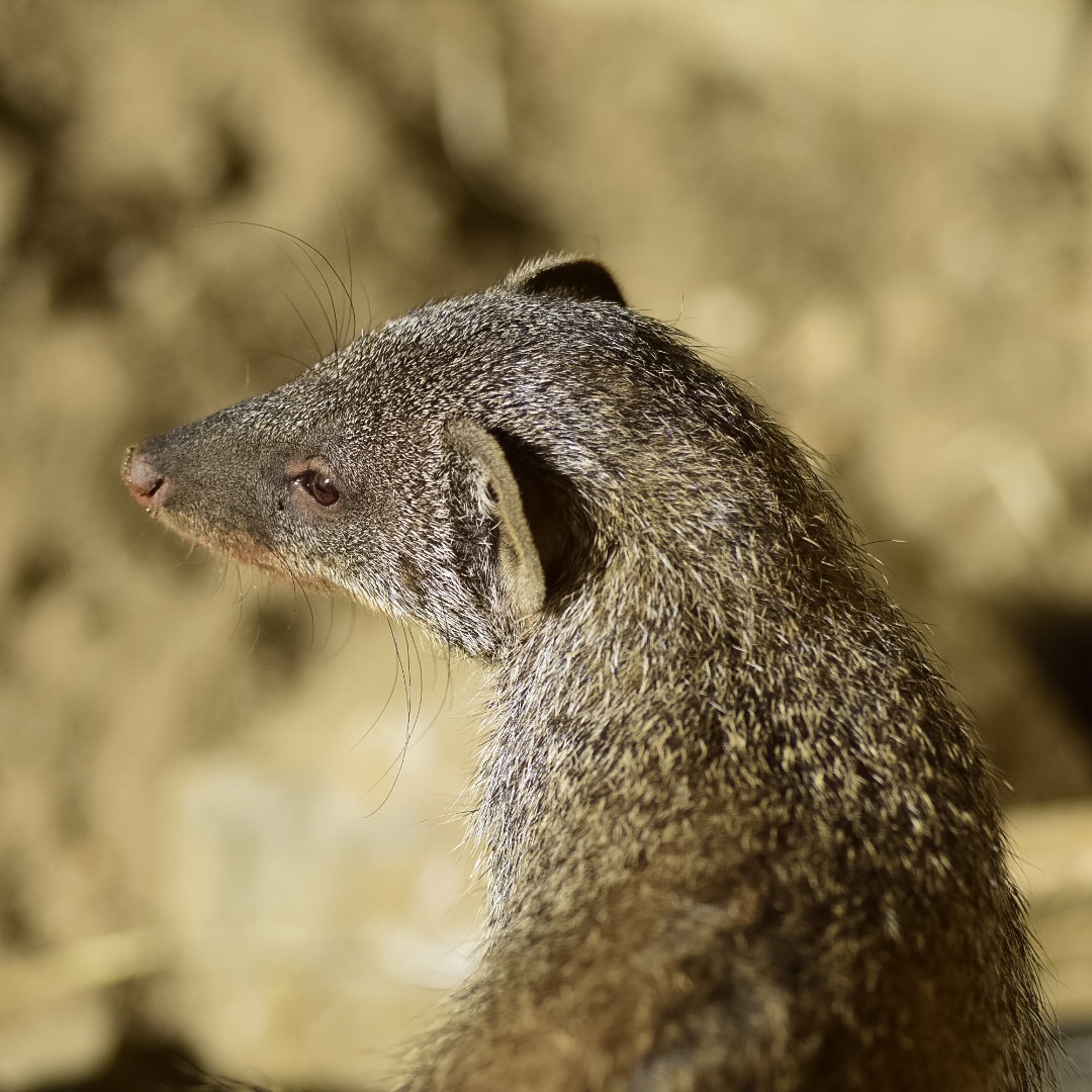 Banded mongoose...