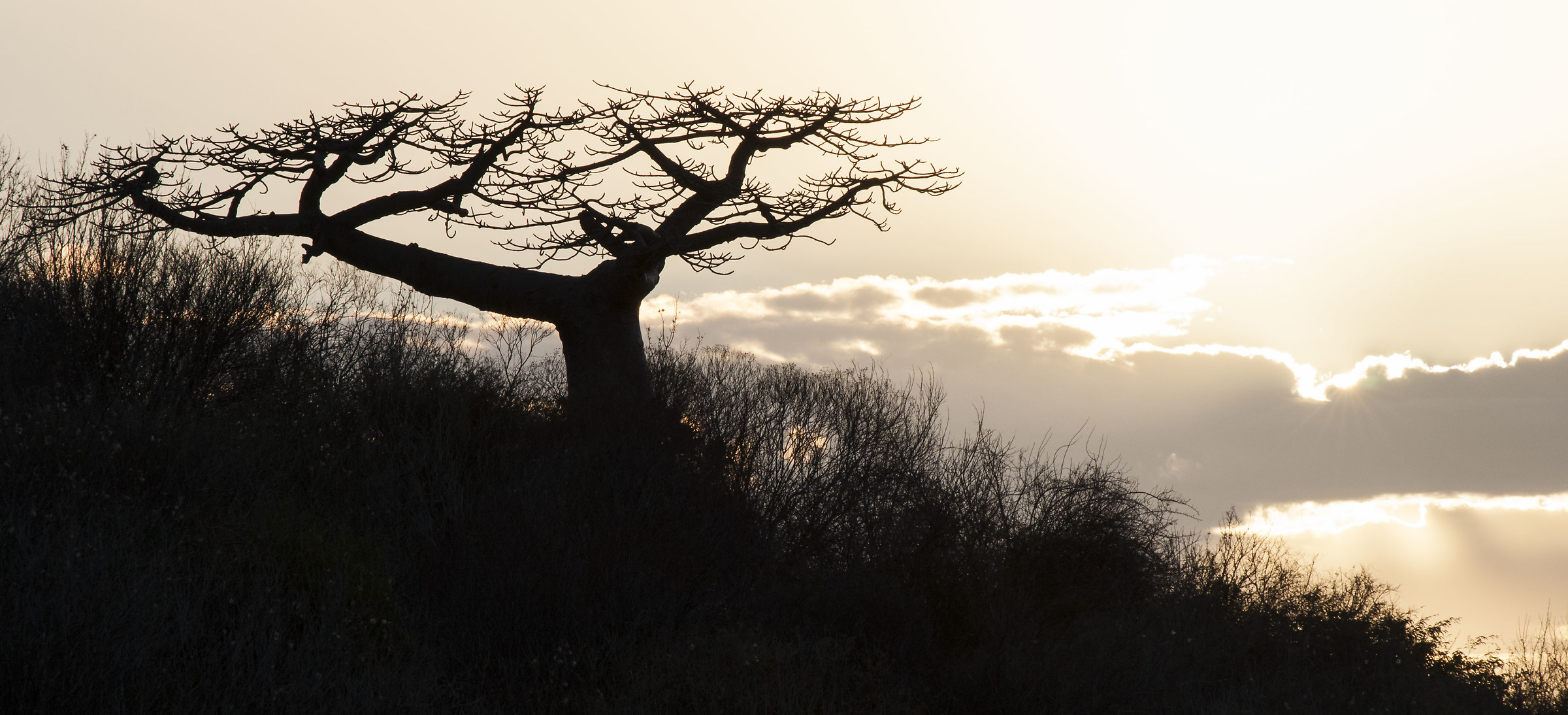 Tramonto Malgascio con Baobab...
