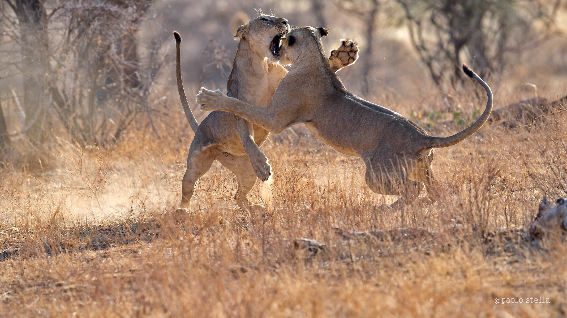 lioness's fight - 2...