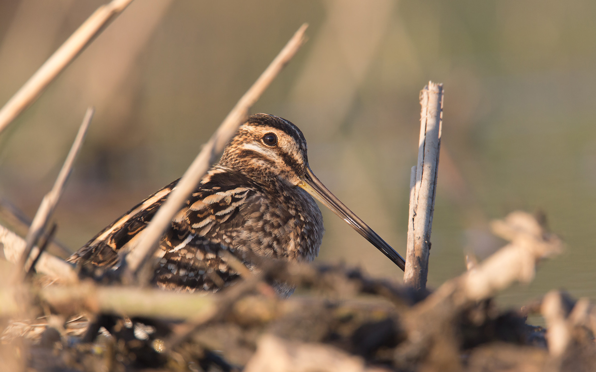 Snipe perfectly camouflaged....