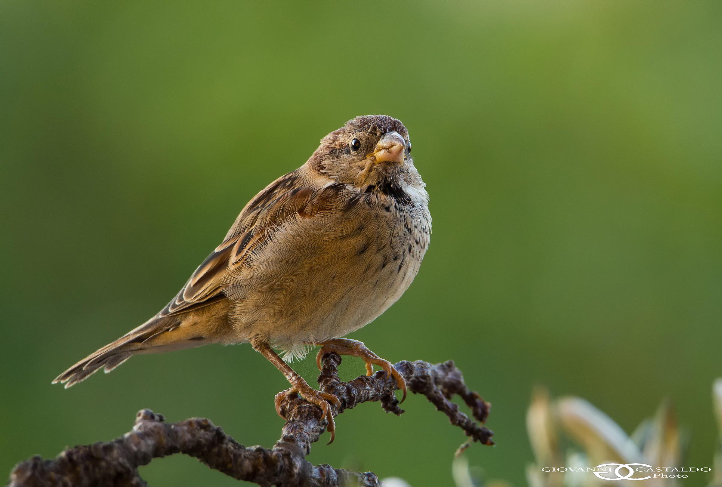 sparrow common...