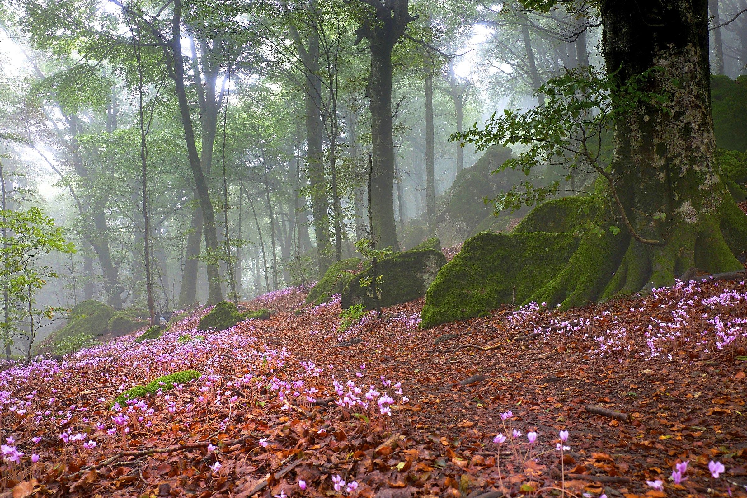 La vie en rose...