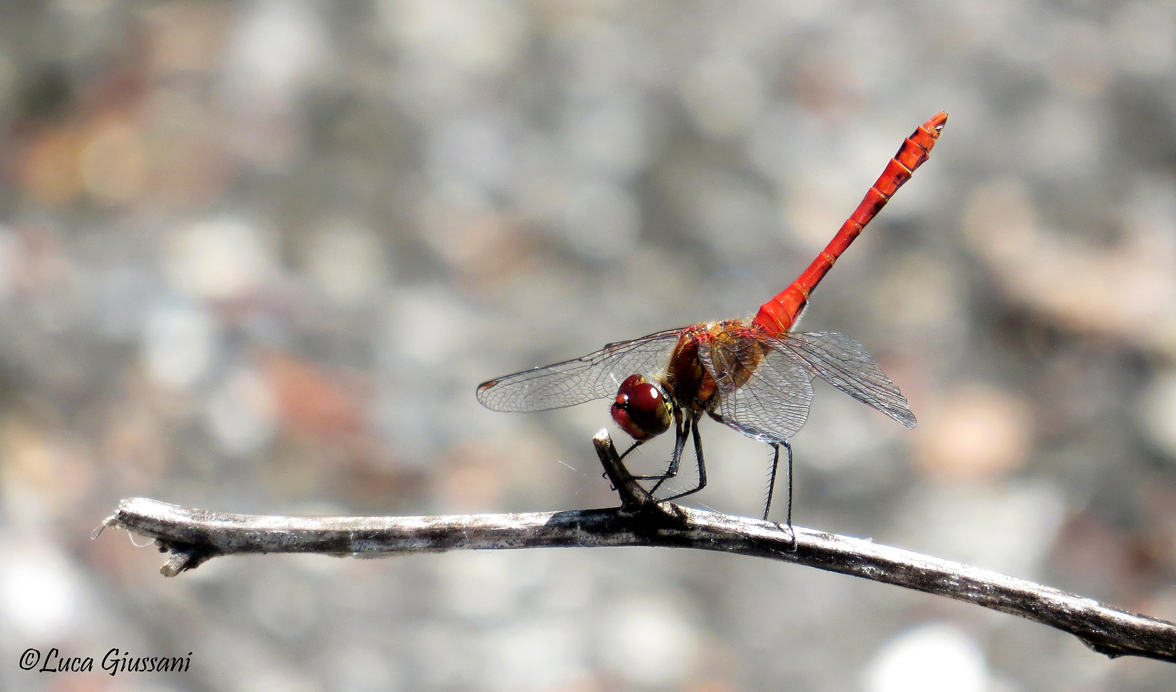 Sympetrum sanguineum...