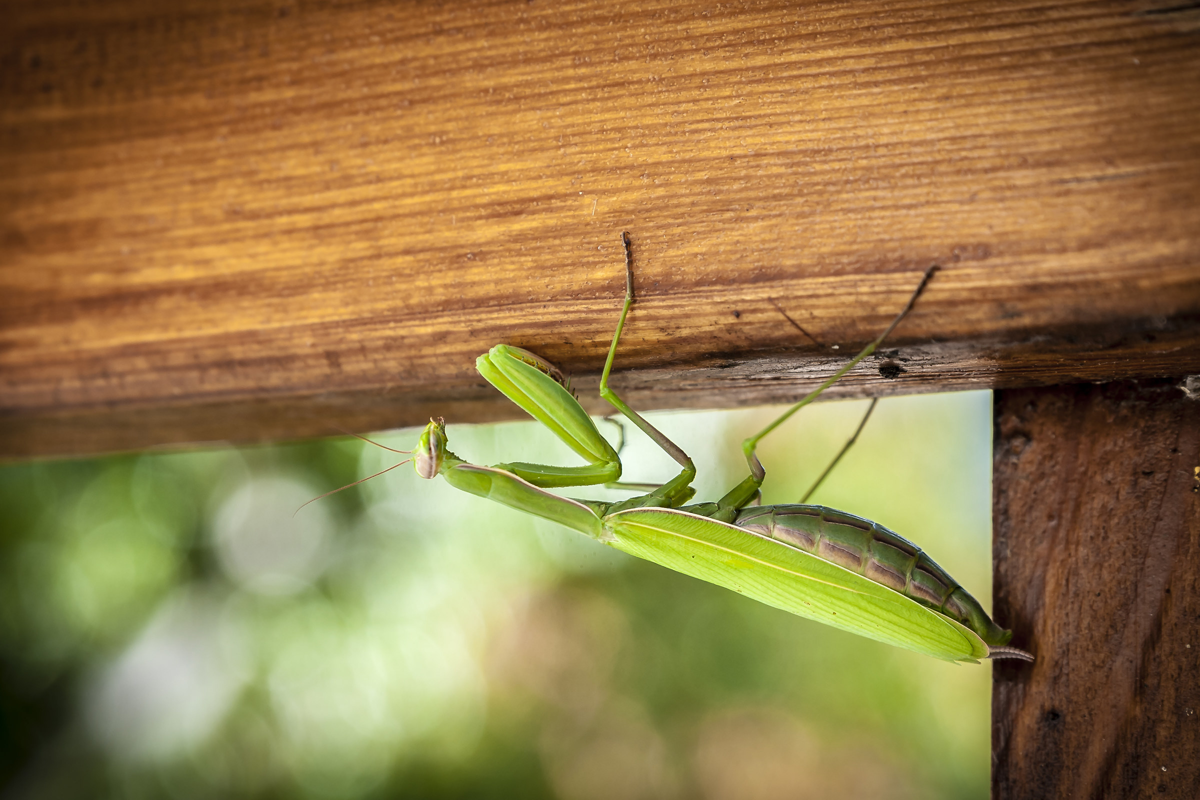 La regina del mio giardino!...