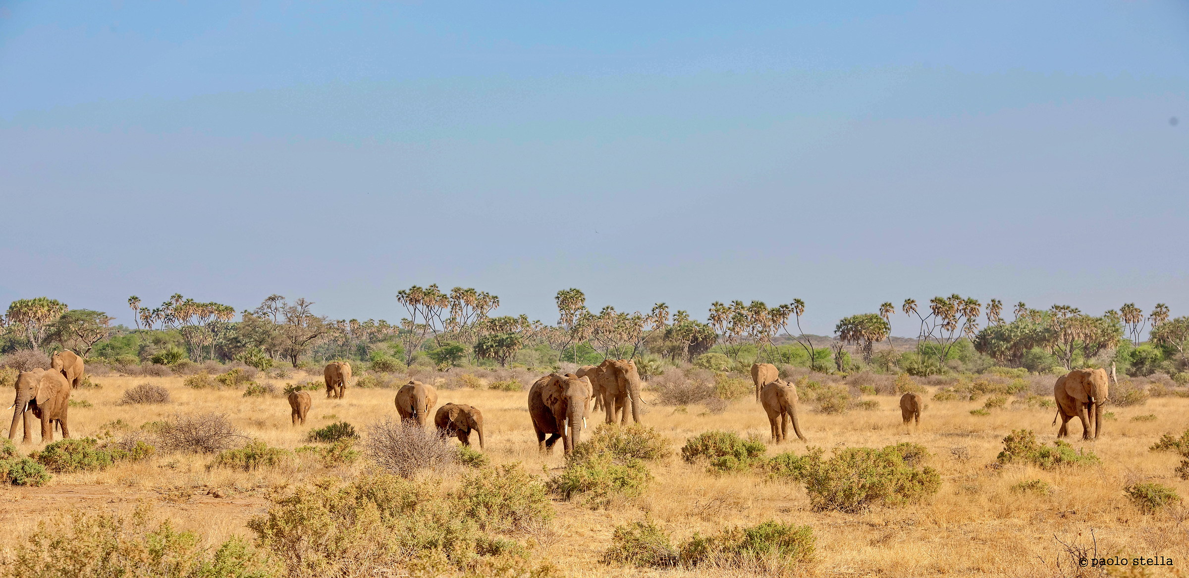 gli elefanti di Samburu...