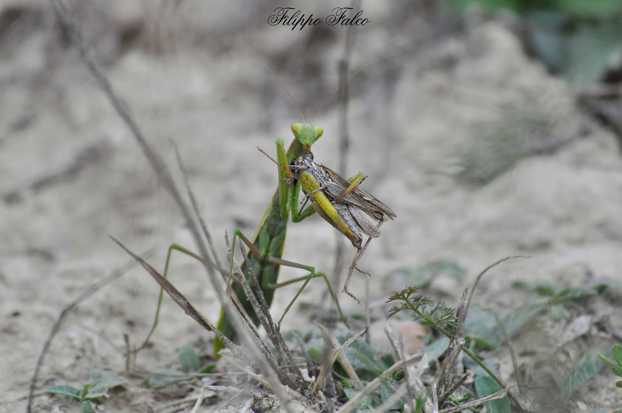 Mantis with prey...