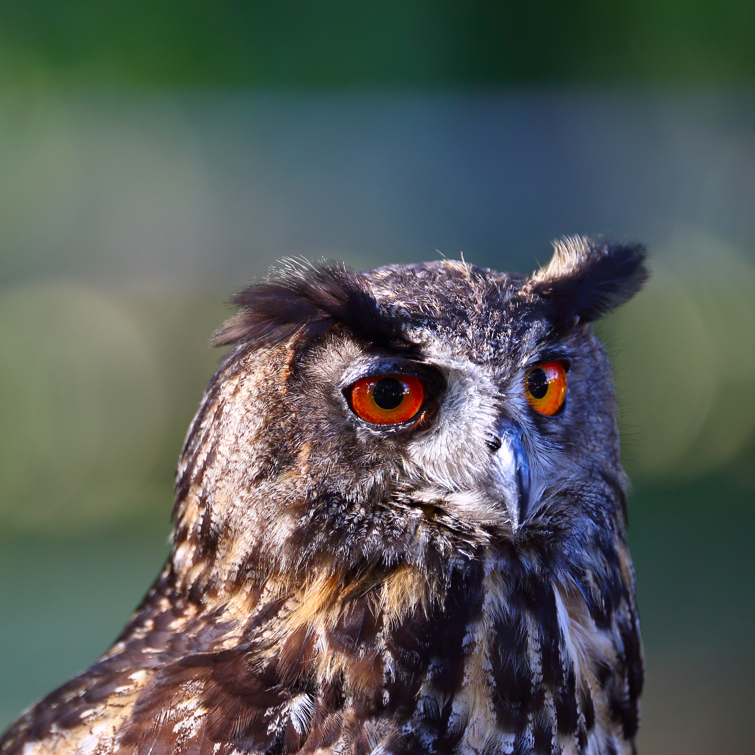 Eagle owl - IV...