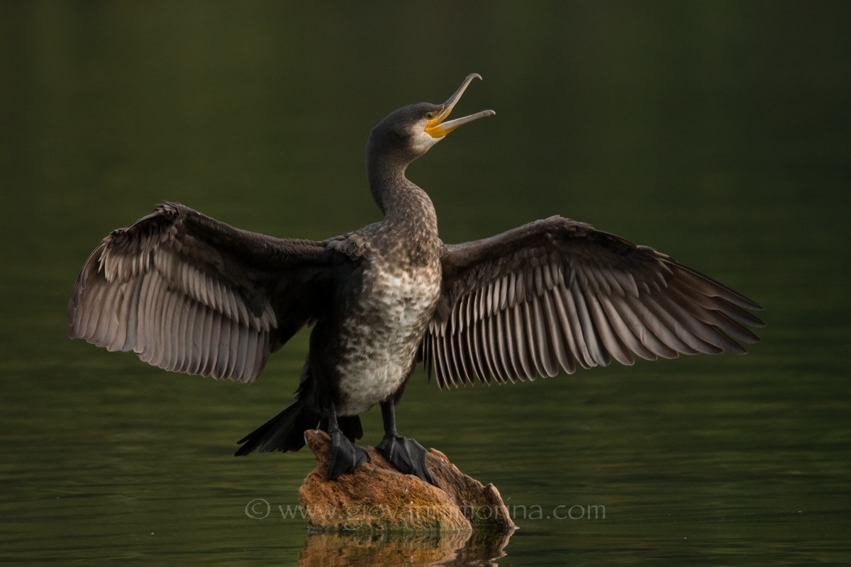 The Cormorant yawn...