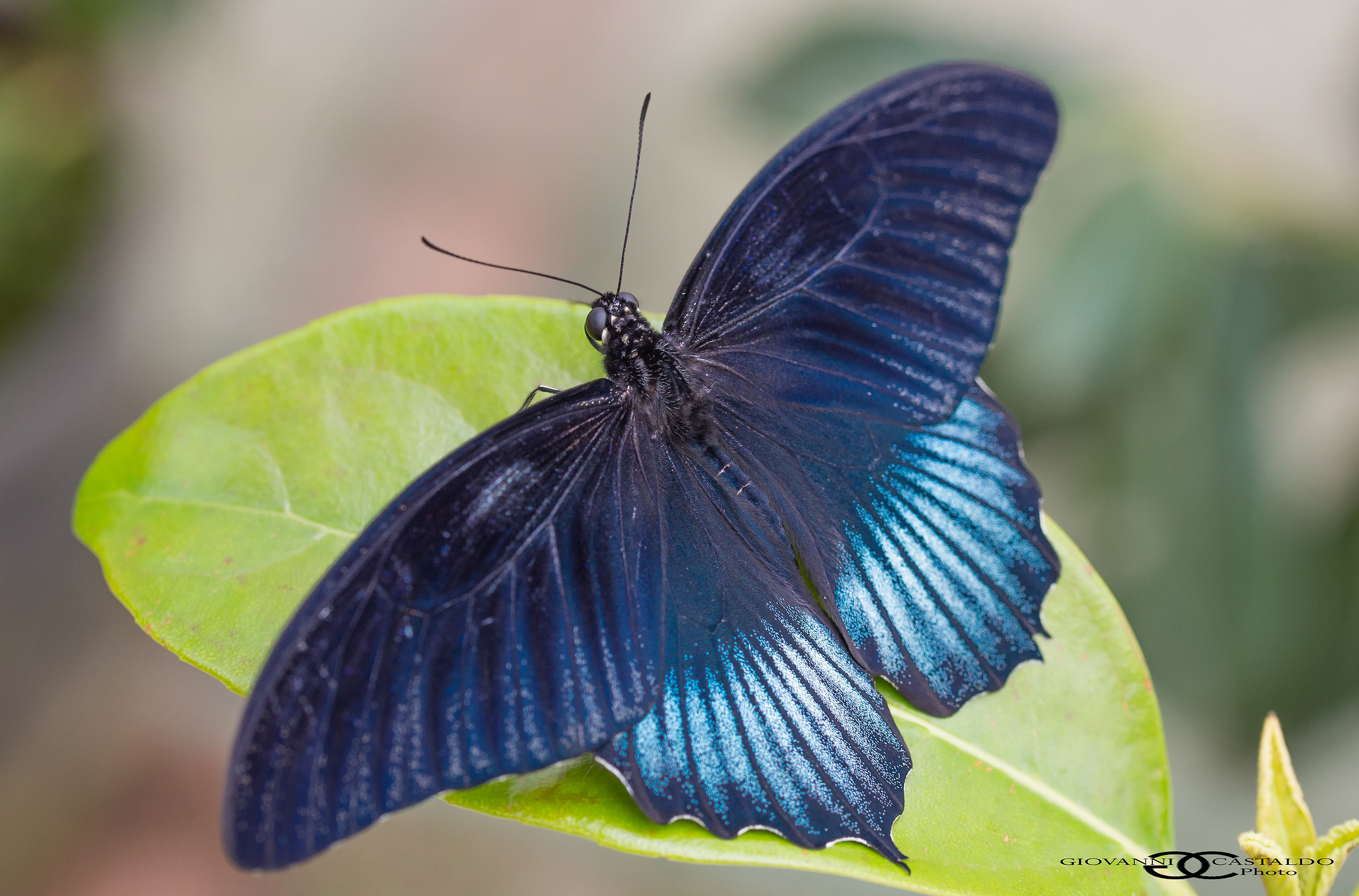 Papilio memnon...