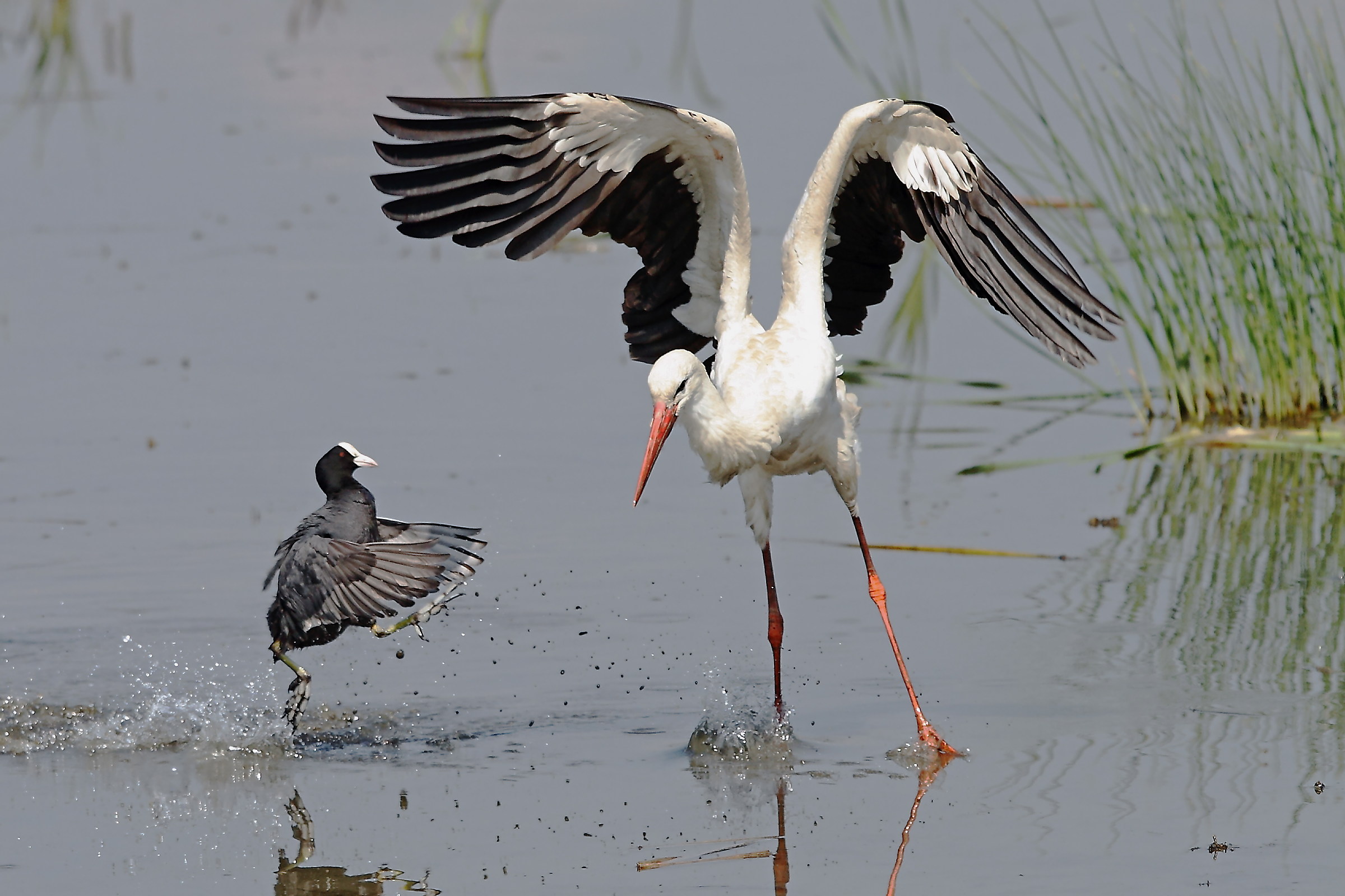 Coot and the white stork...