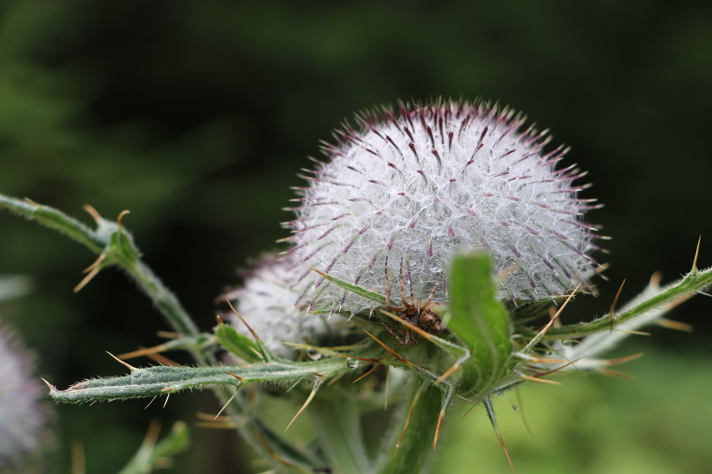 Before flowering ( 'already so beautiful)...