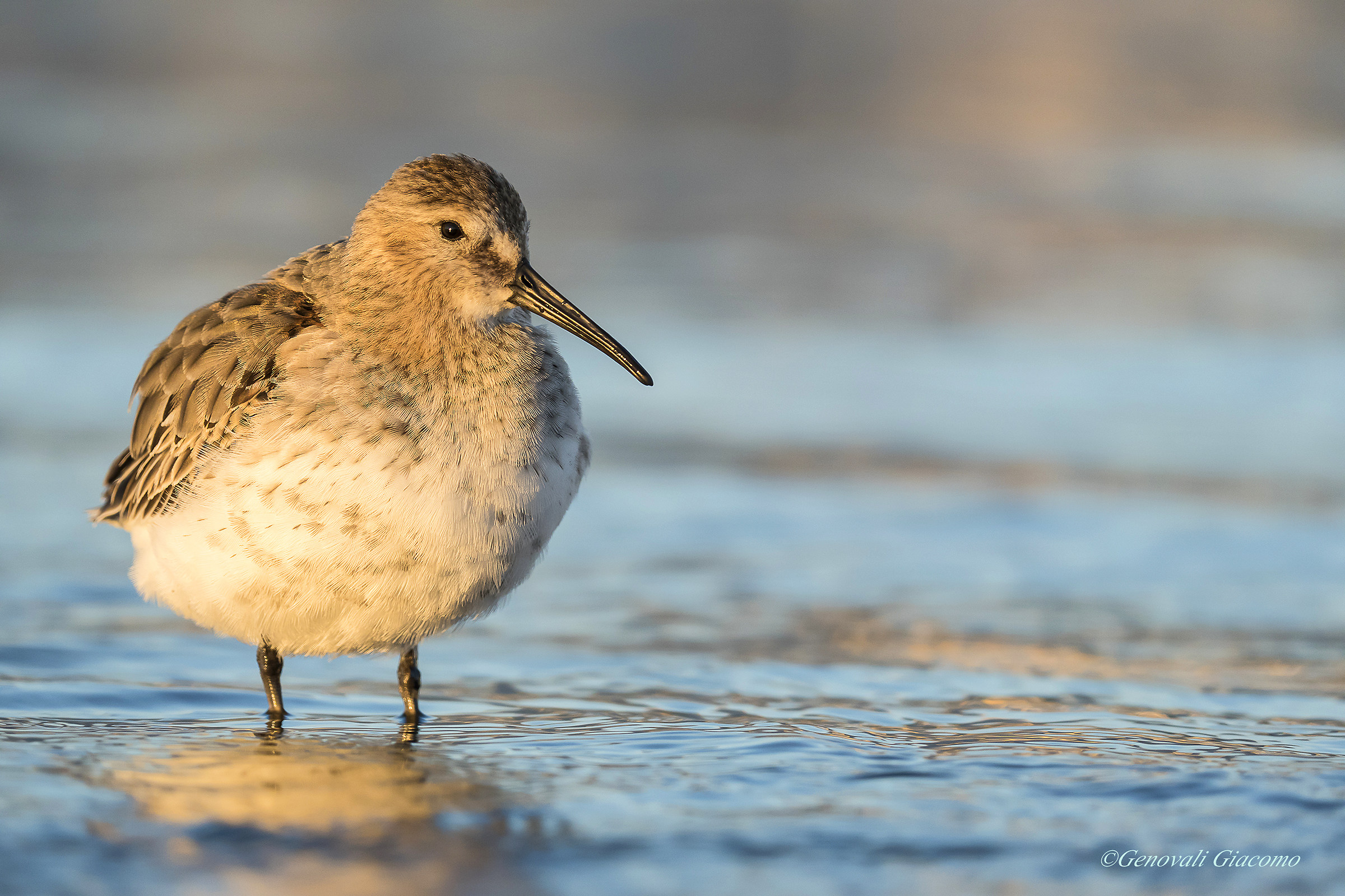 sandpiper...