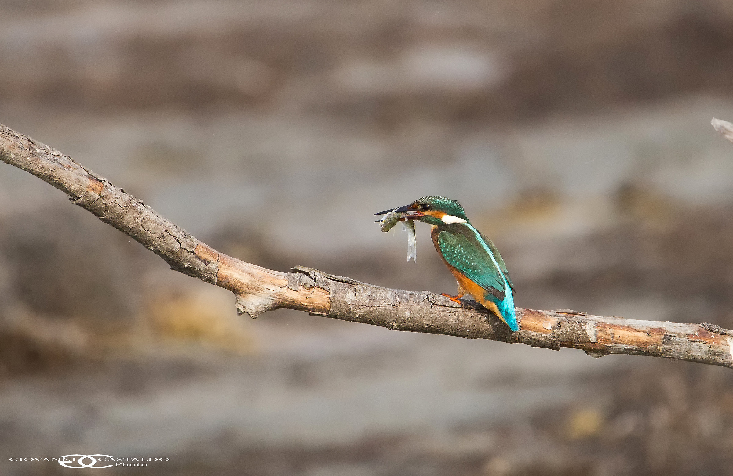 kingfisher with prey...