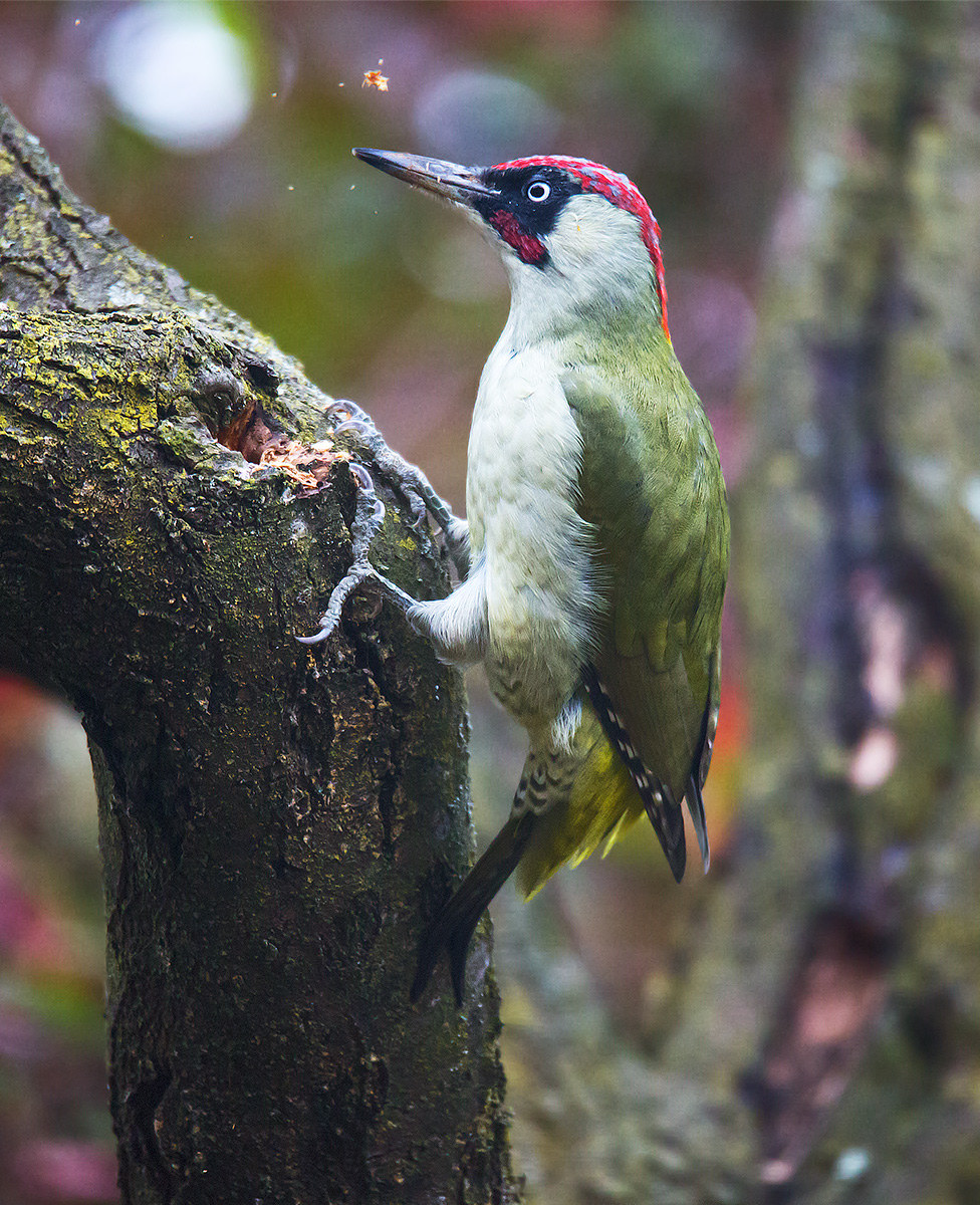 green woodpecker...