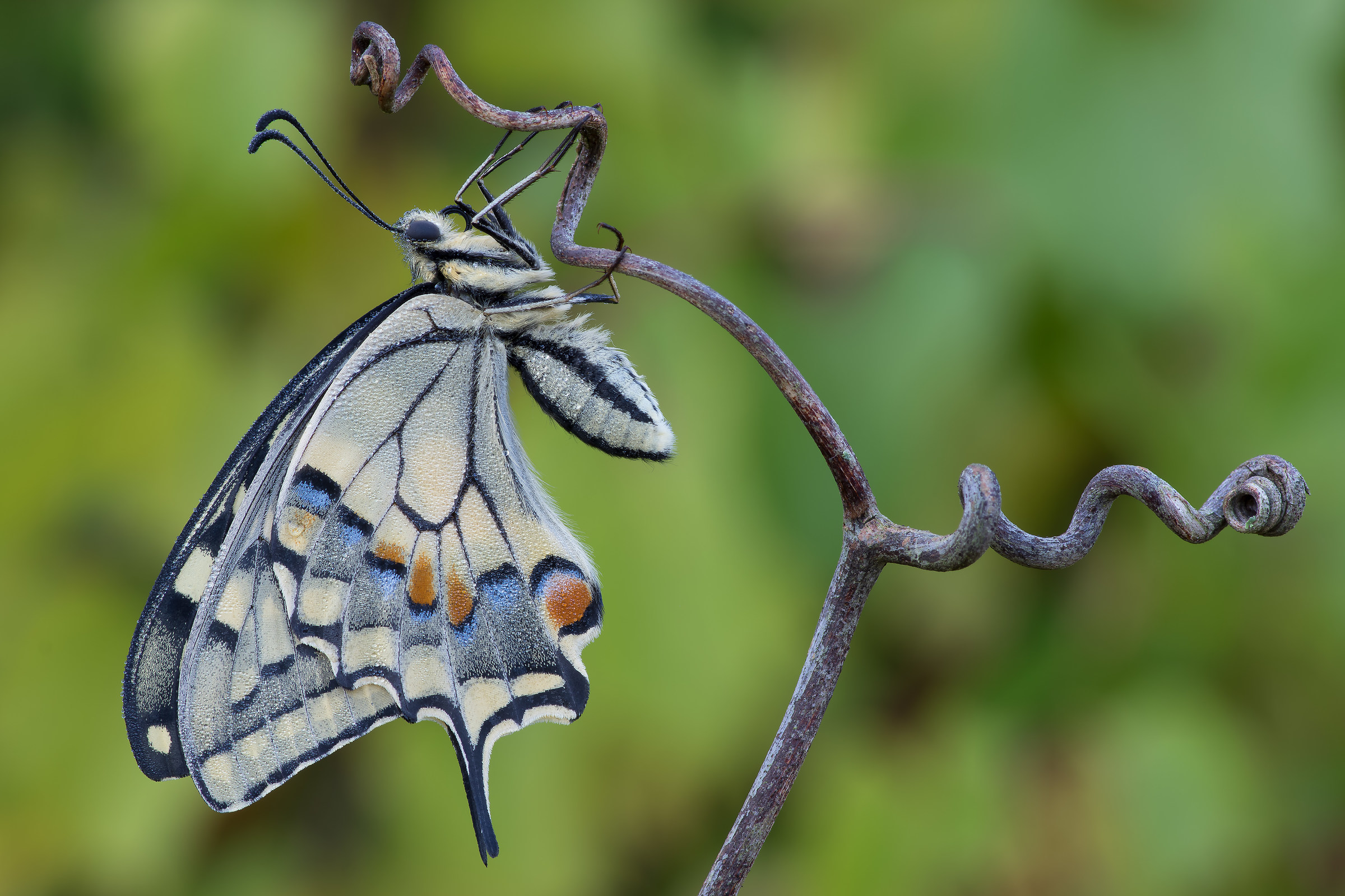 Papilio machaon - Pixelshift...