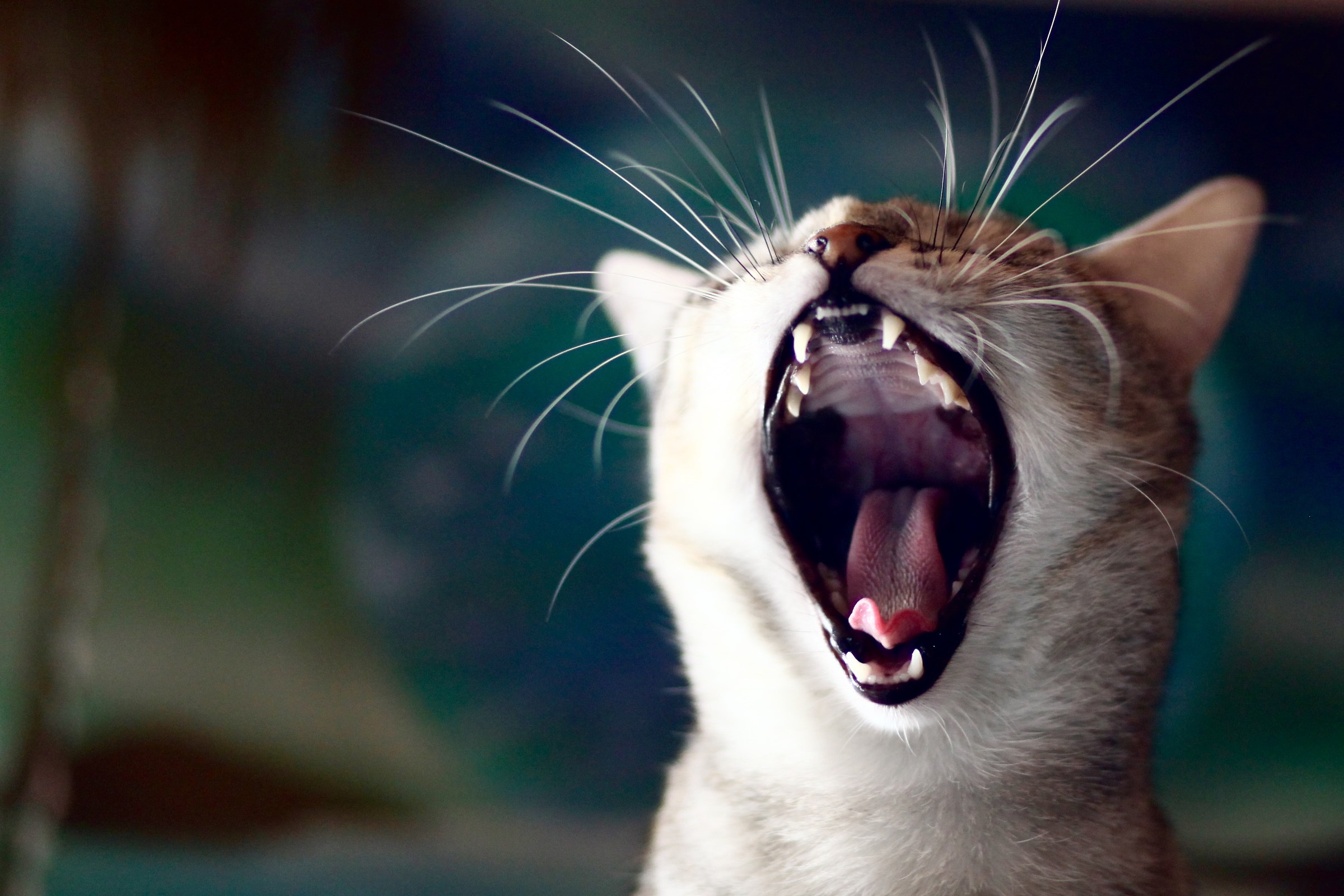The feline roar!...