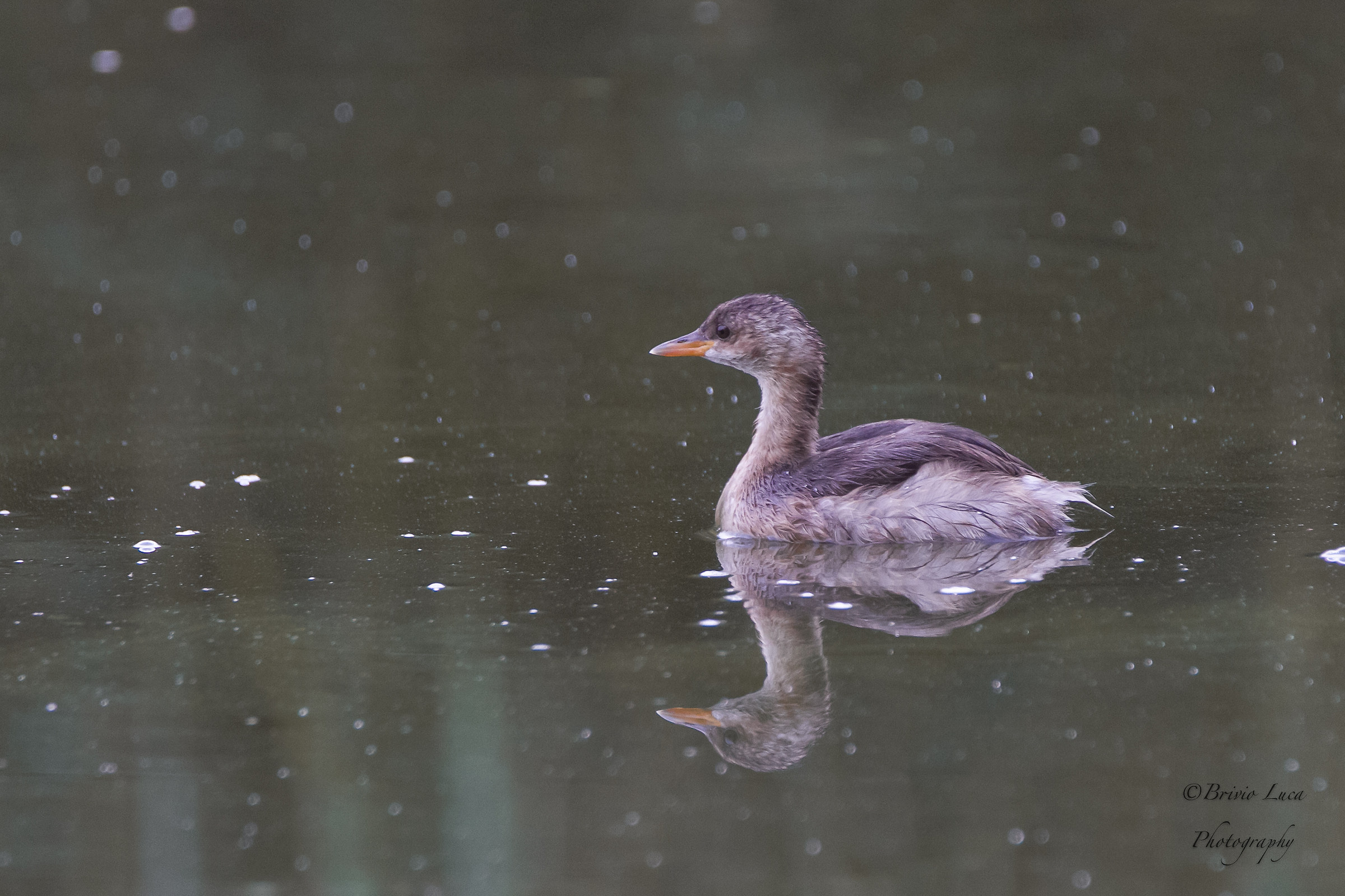 Little grebe...