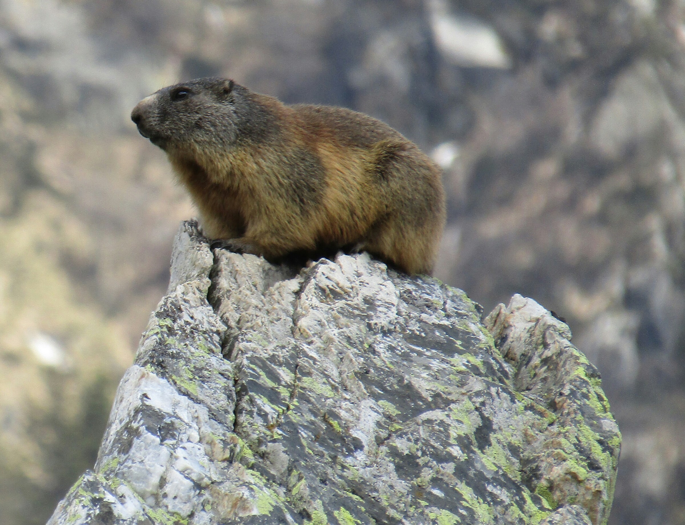 marmot on rock...