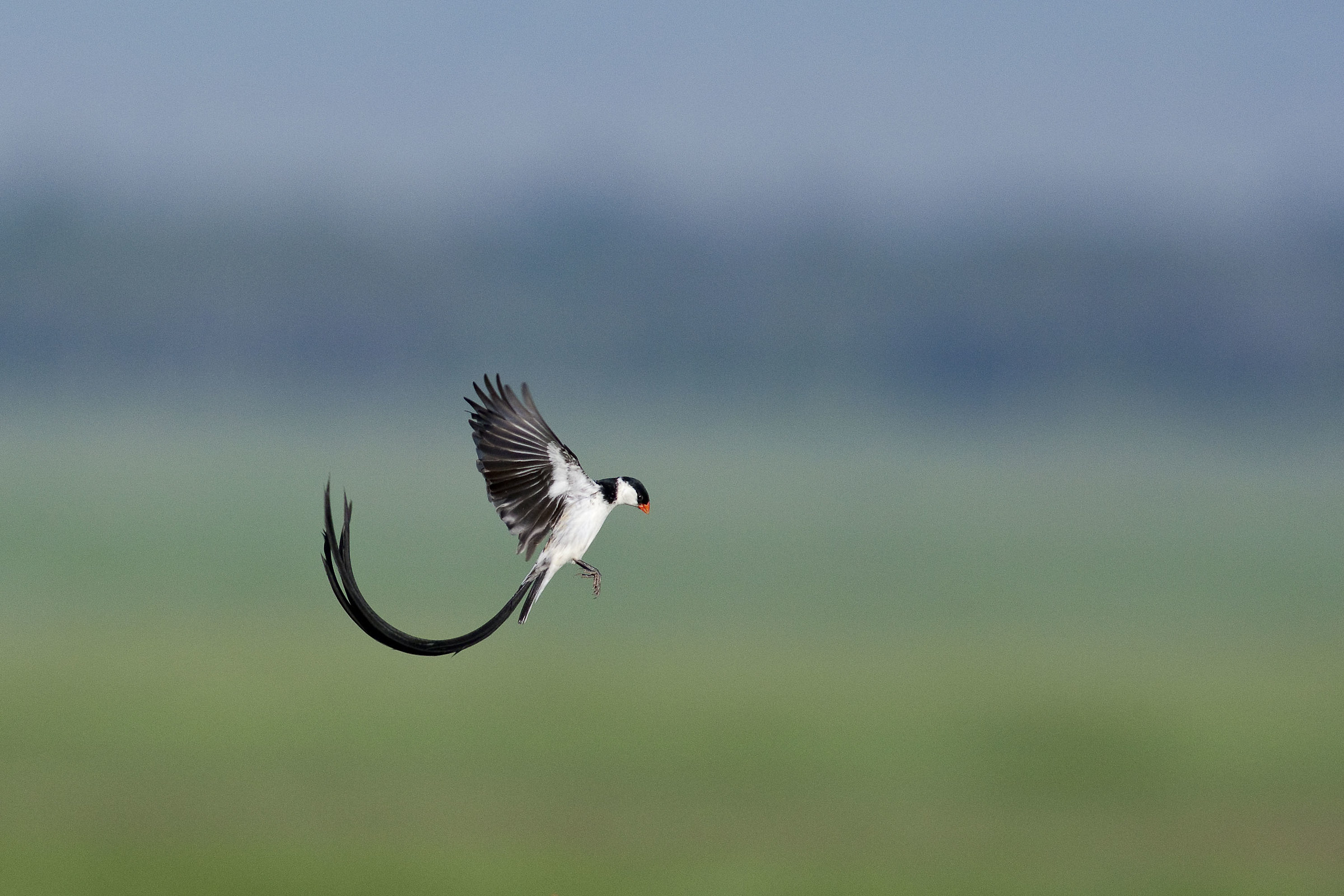 Pin-tailed Whydah...