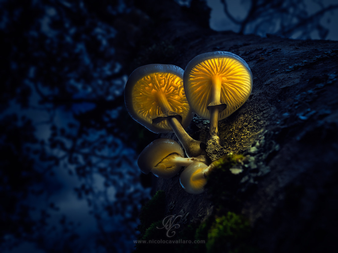 Magic mushrooms...