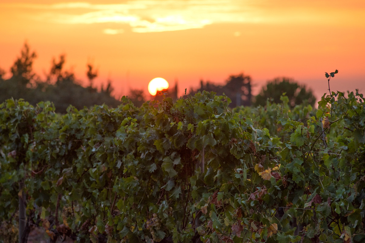 Sunset over the vineyard...