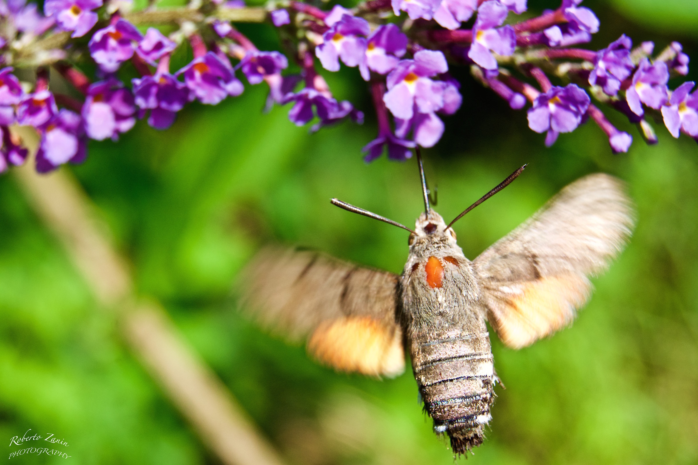 hummingbird hawk-moth...