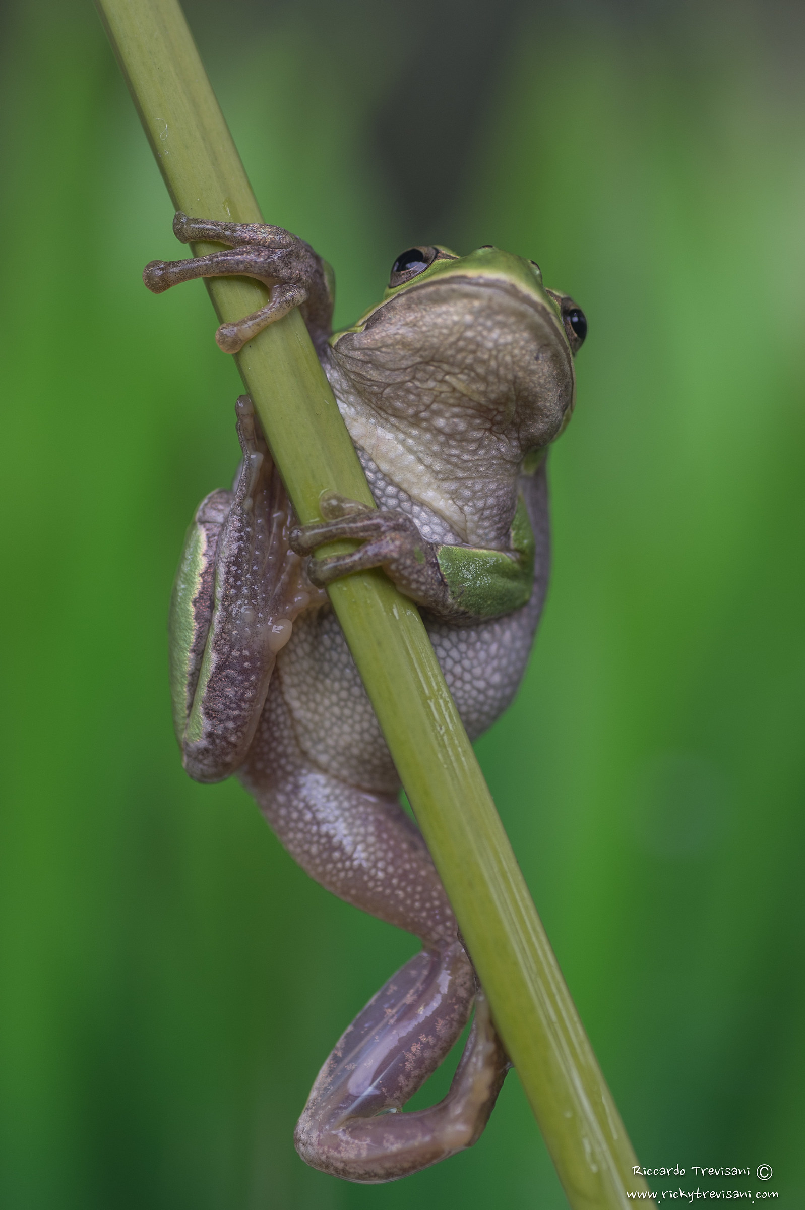 treefrog...