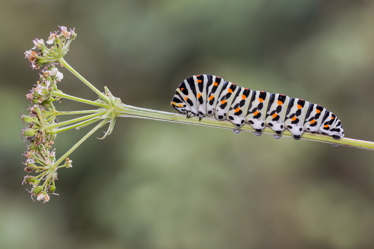 Swallowtail caterpillar on plant nurse (Ombrellifera) ......