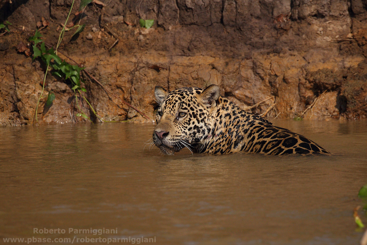 Il bagno del giaguaro...