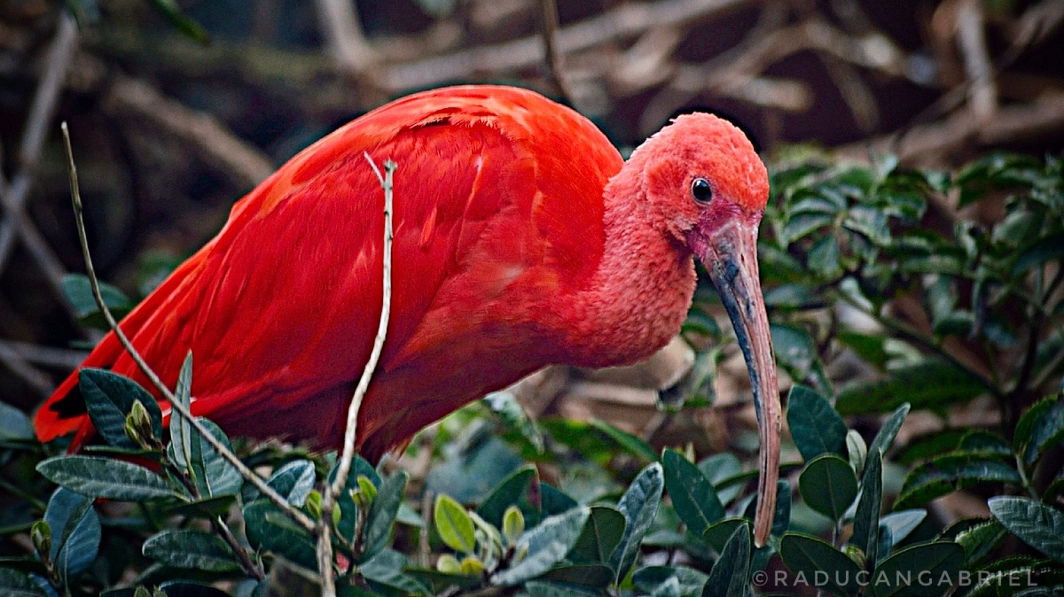 scarlet ibis...
