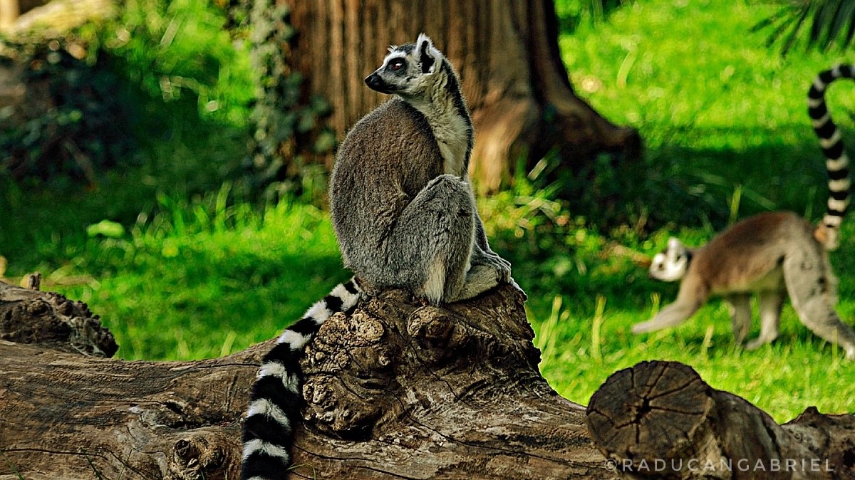 lemur Catta...