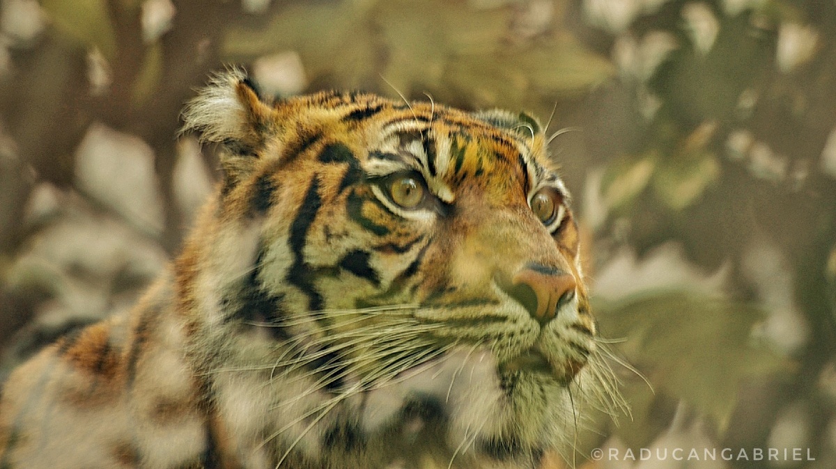 Tigre di Sumatra...