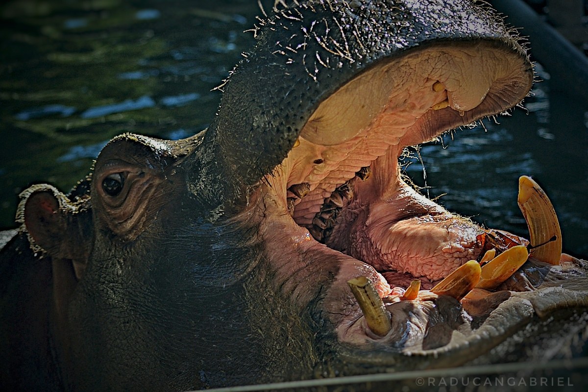 hippo Amphibian...