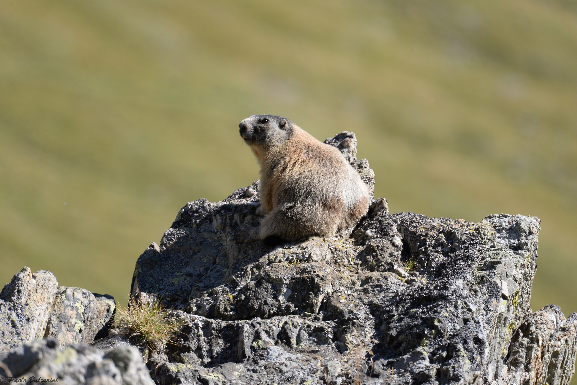 Marmot Alpes- the Val Grande Park Stelvio...