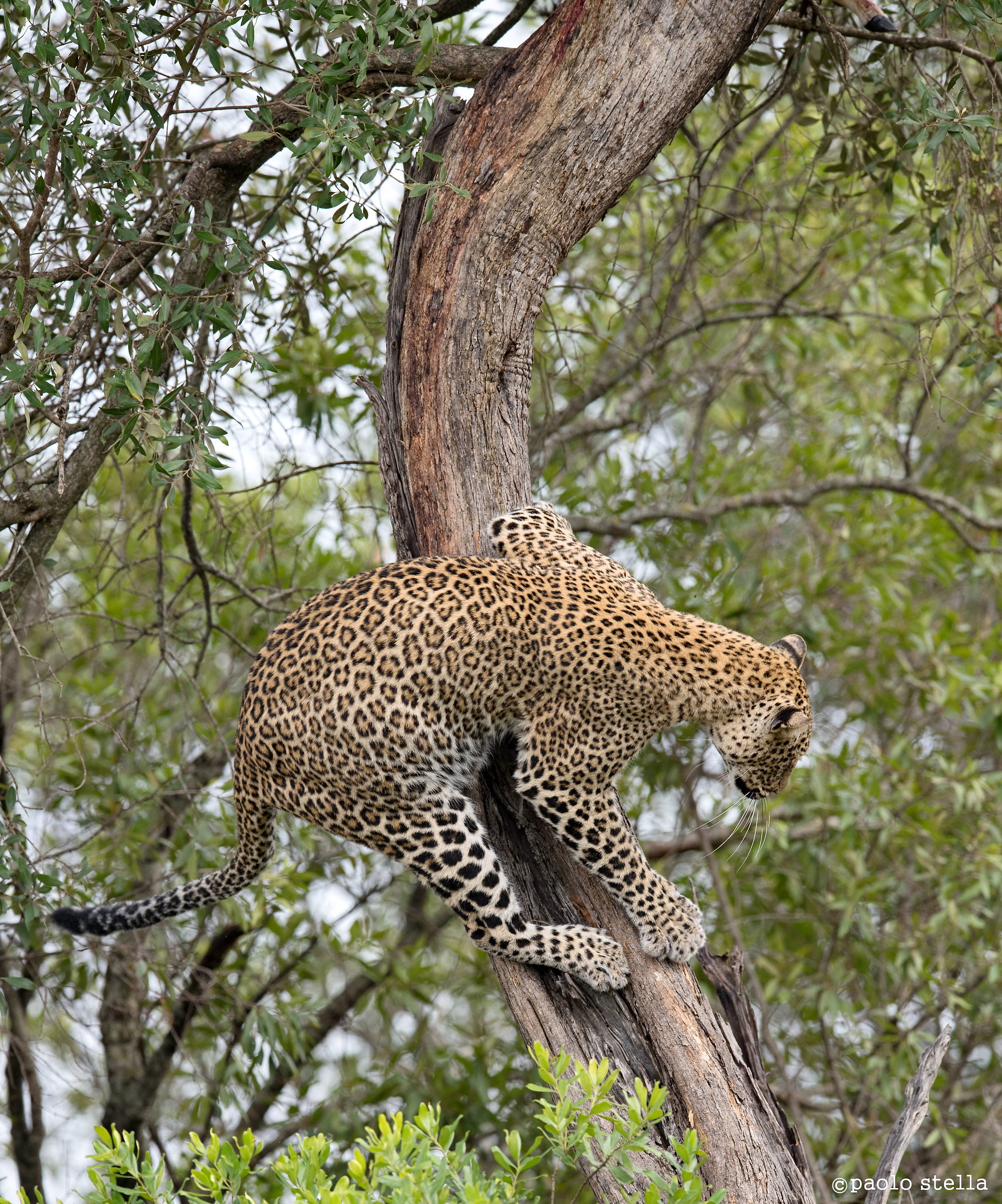 equilibrismo...